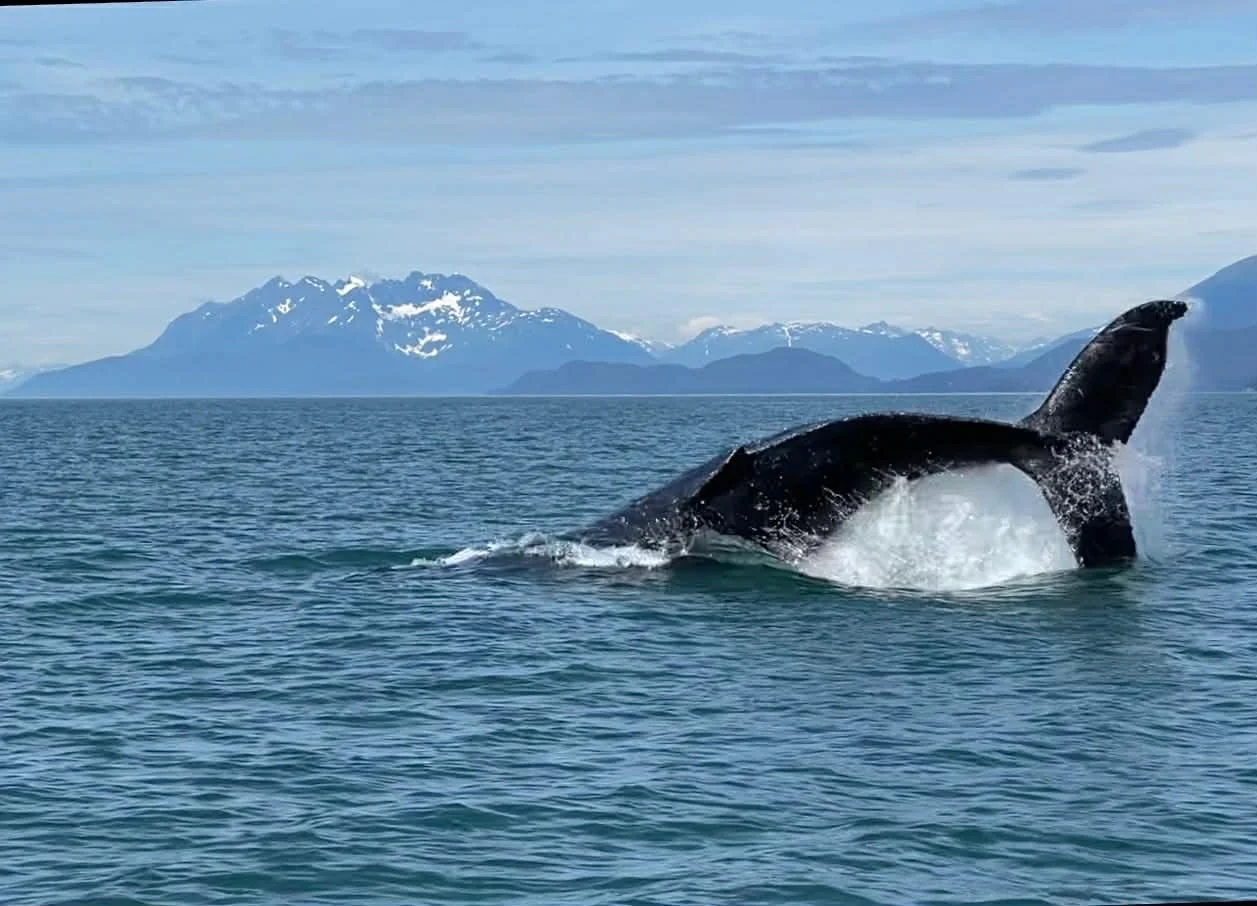 Juneau Whale Watching 
