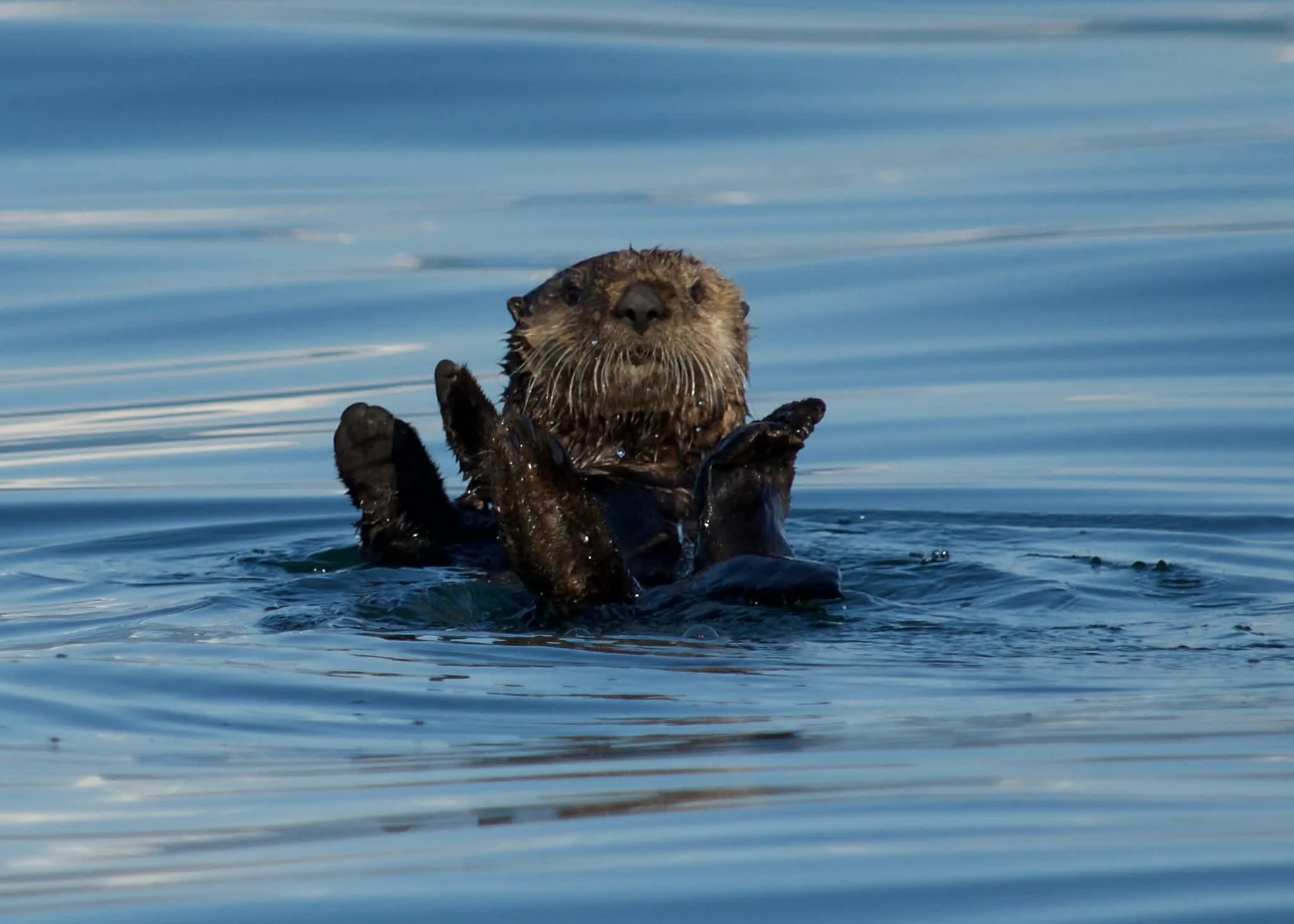 Juneau Whale Watching 