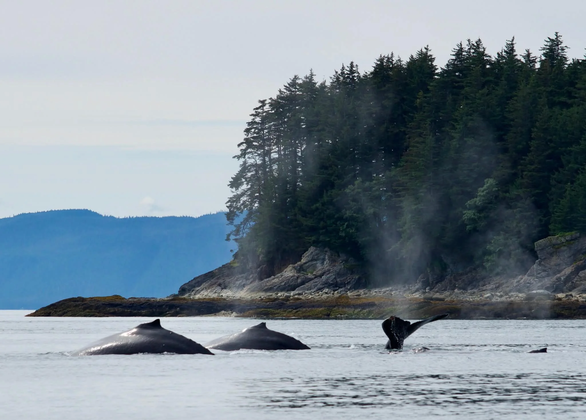 Juneau Whale Watching 