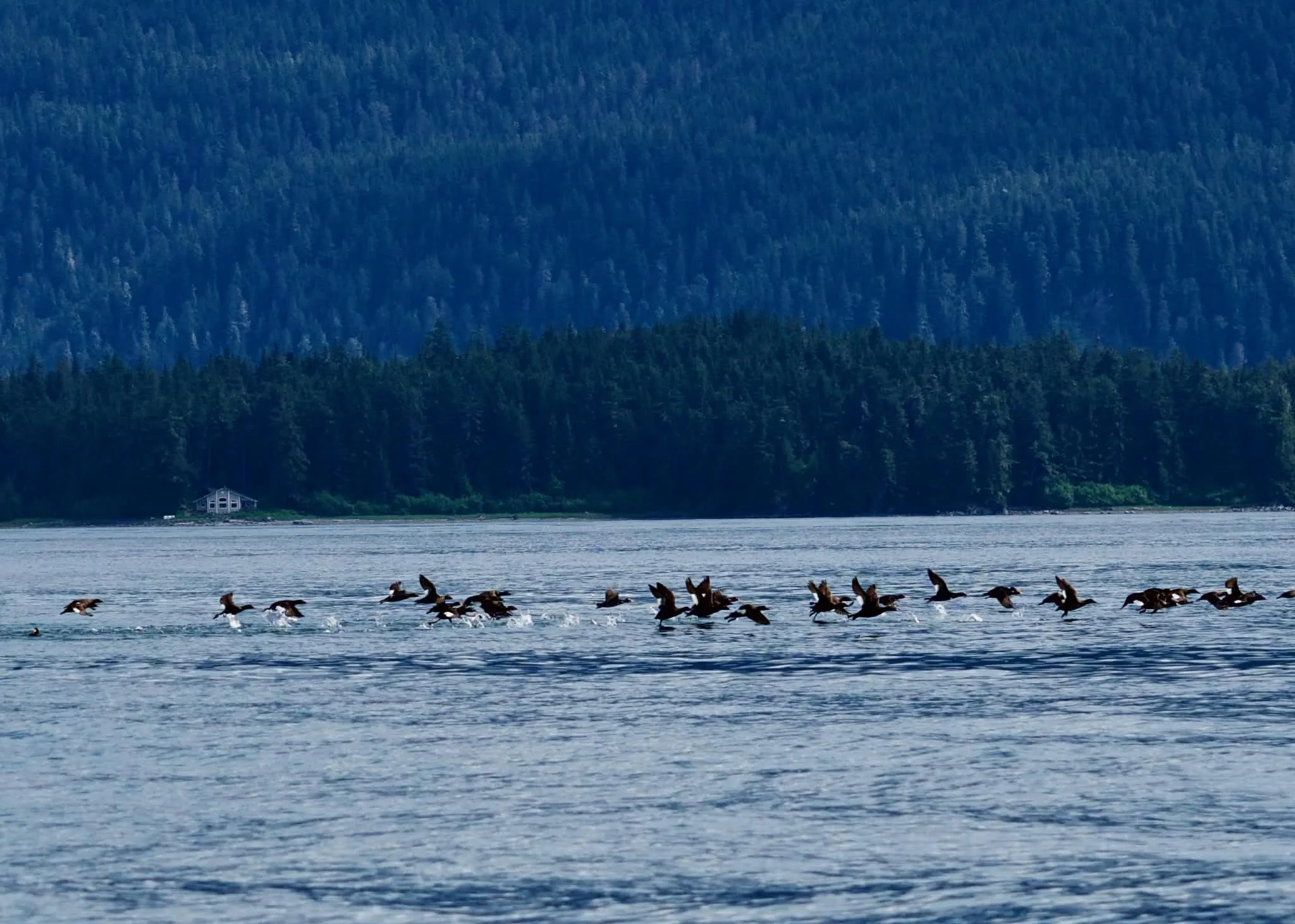 Juneau Whale Watching 