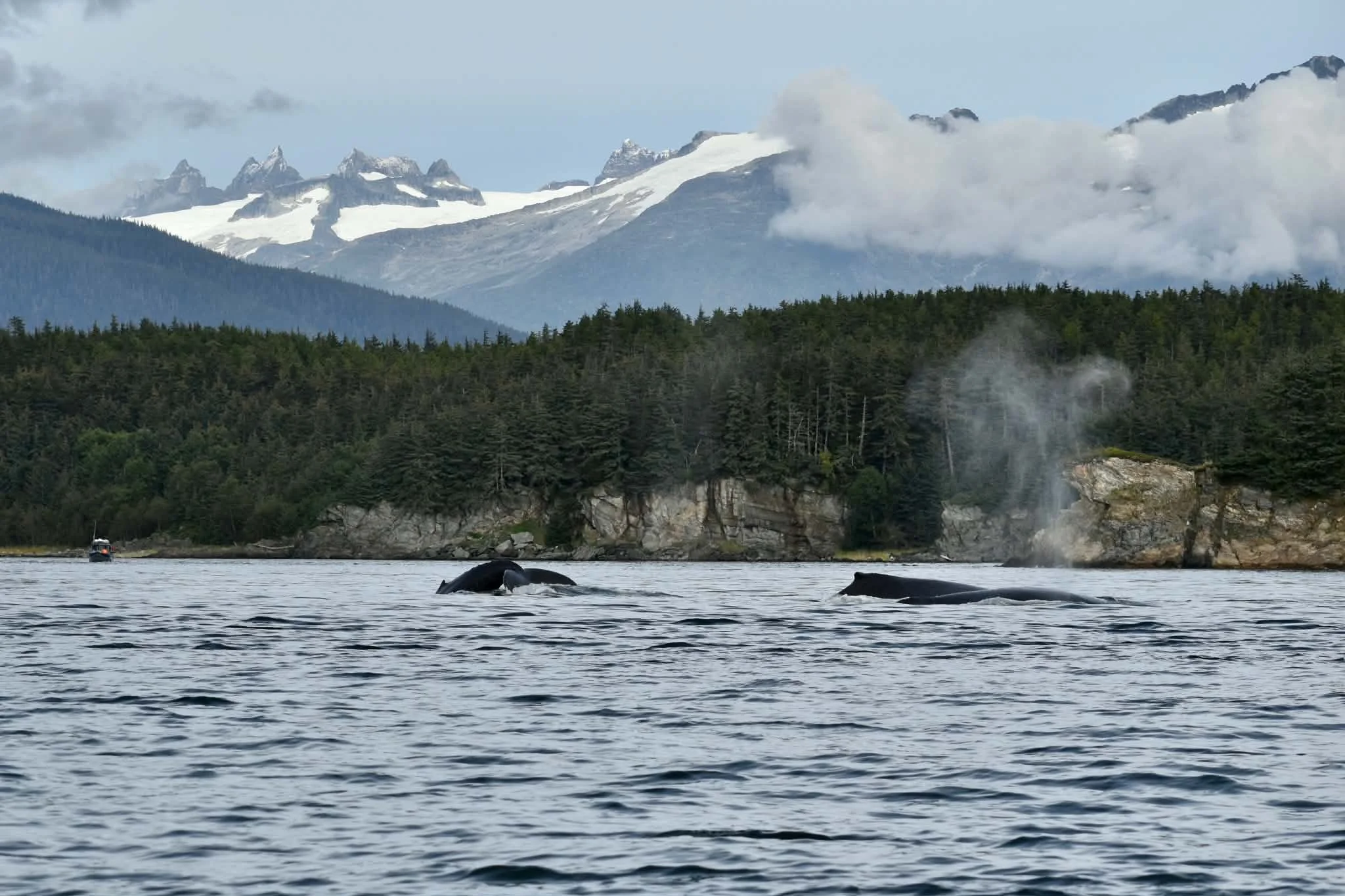 Juneau Whale Watching 