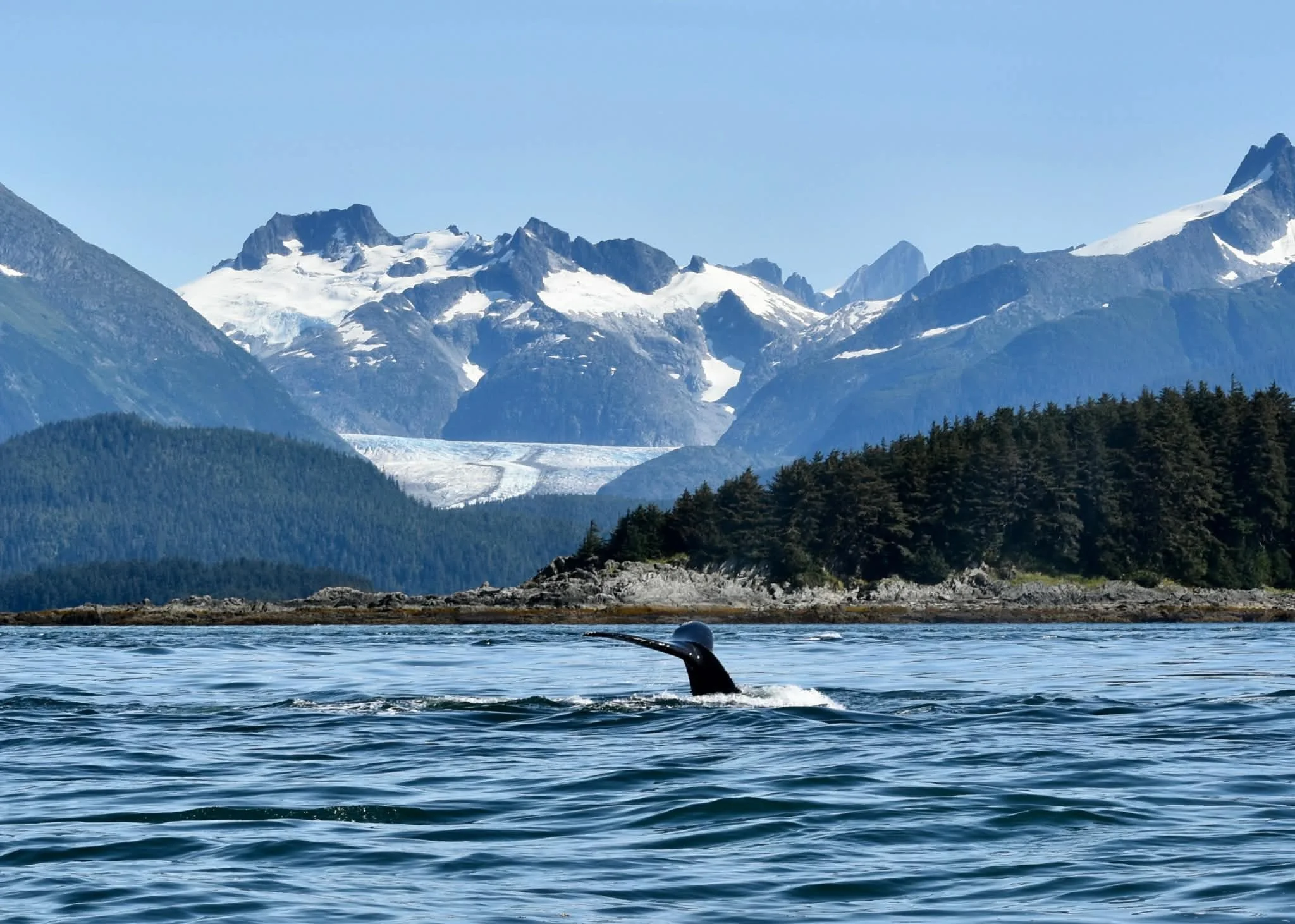 Juneau Whale Watching 