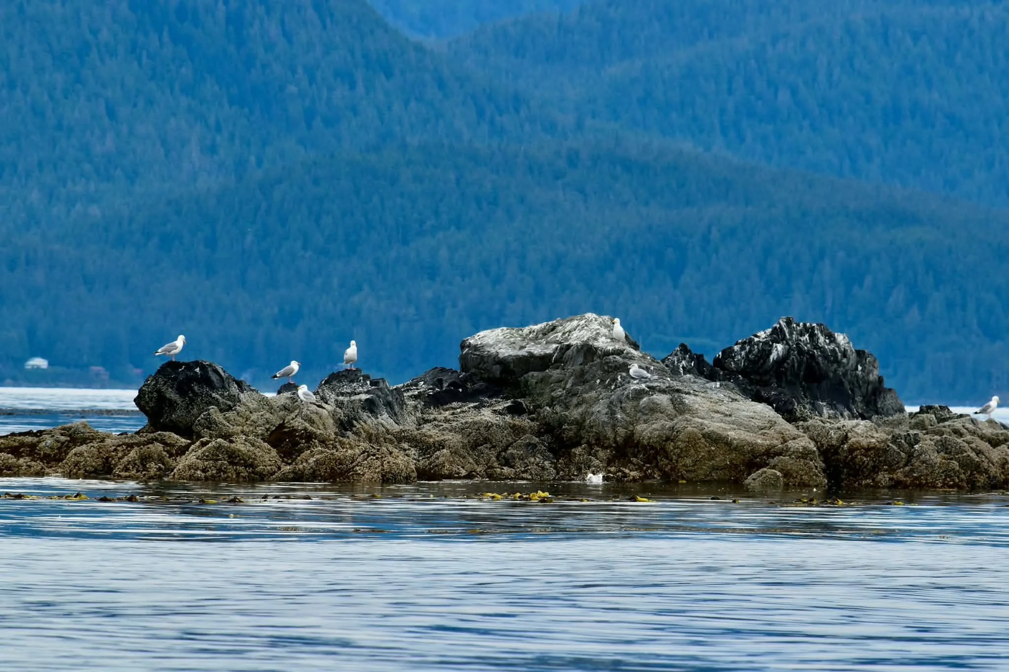 Juneau Whale Watching 