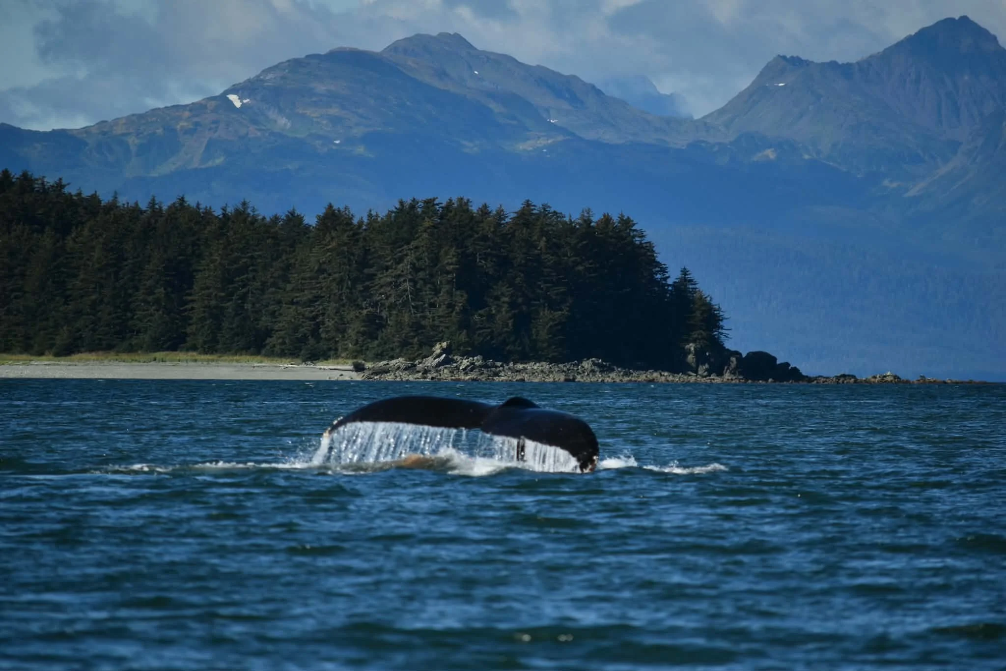 Juneau Whale Watching 