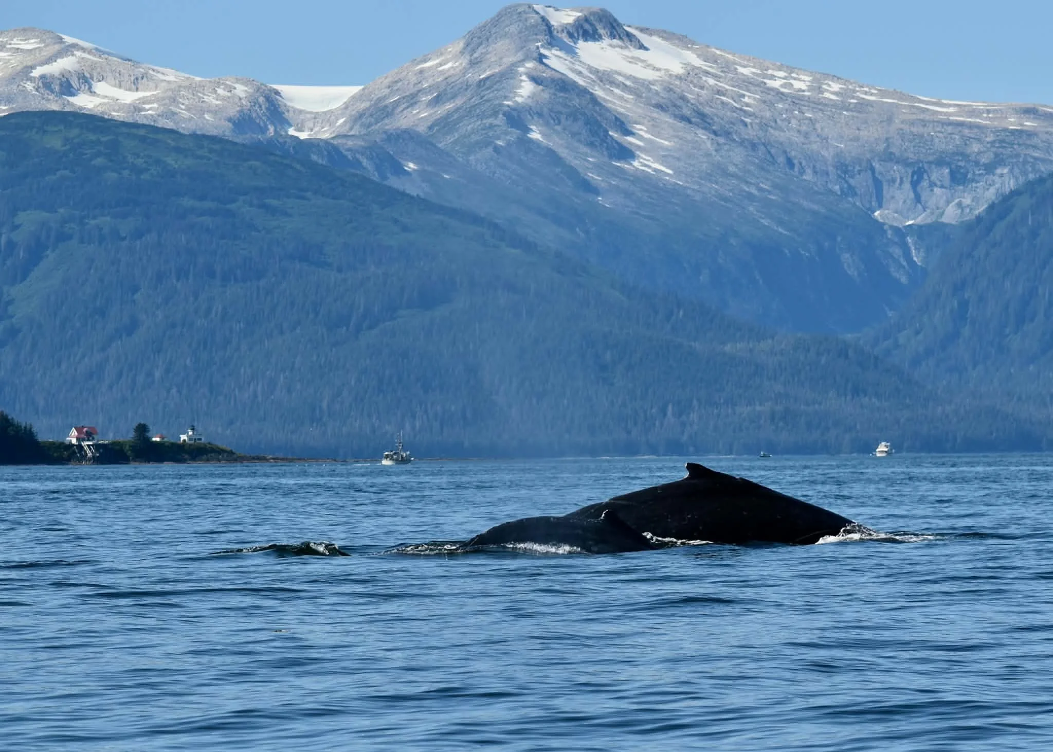 Juneau Whale Watching 