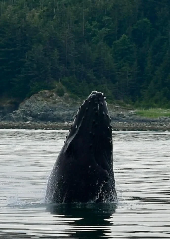 Juneau Whale Watching 
