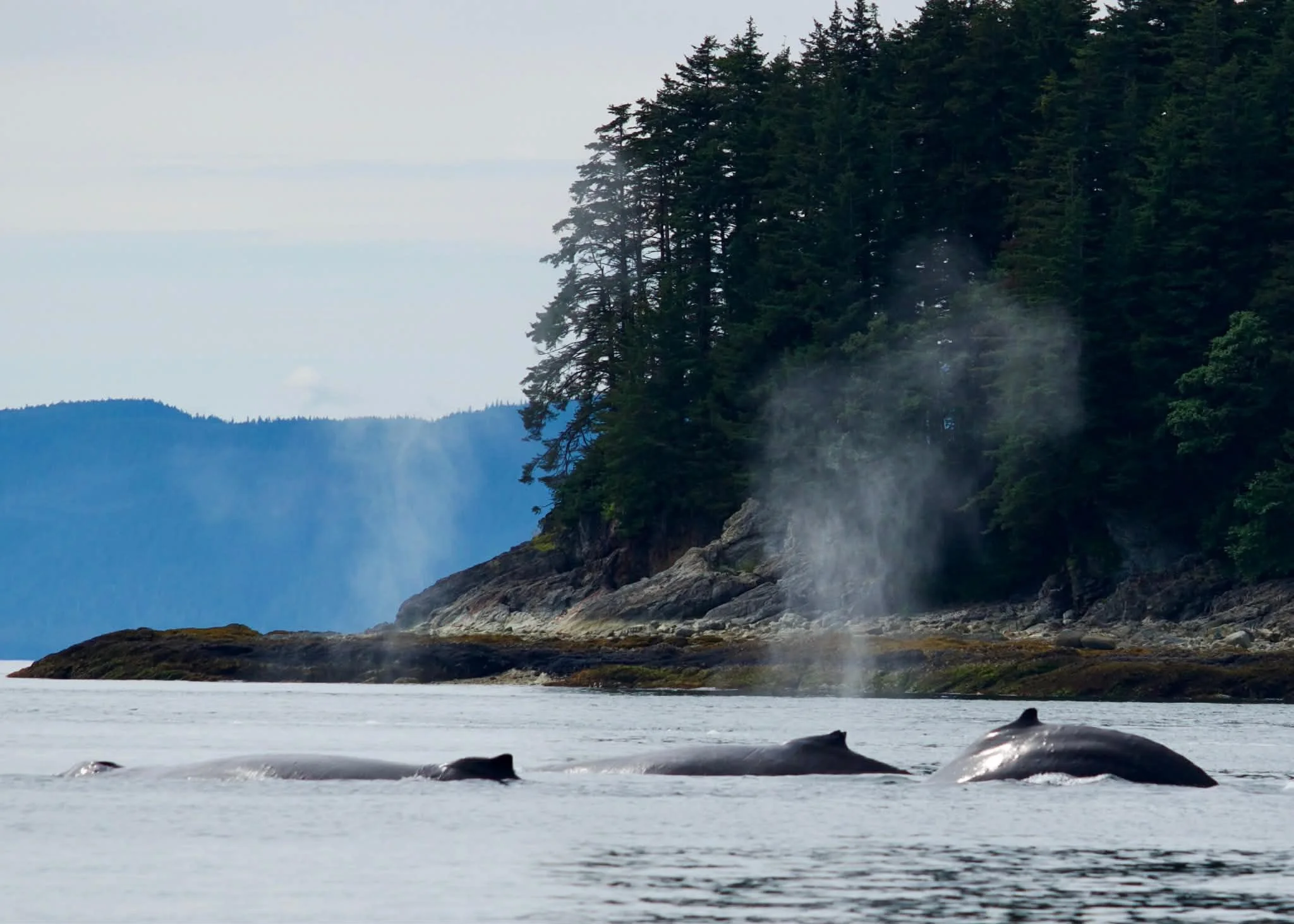 Juneau Whale Watching 