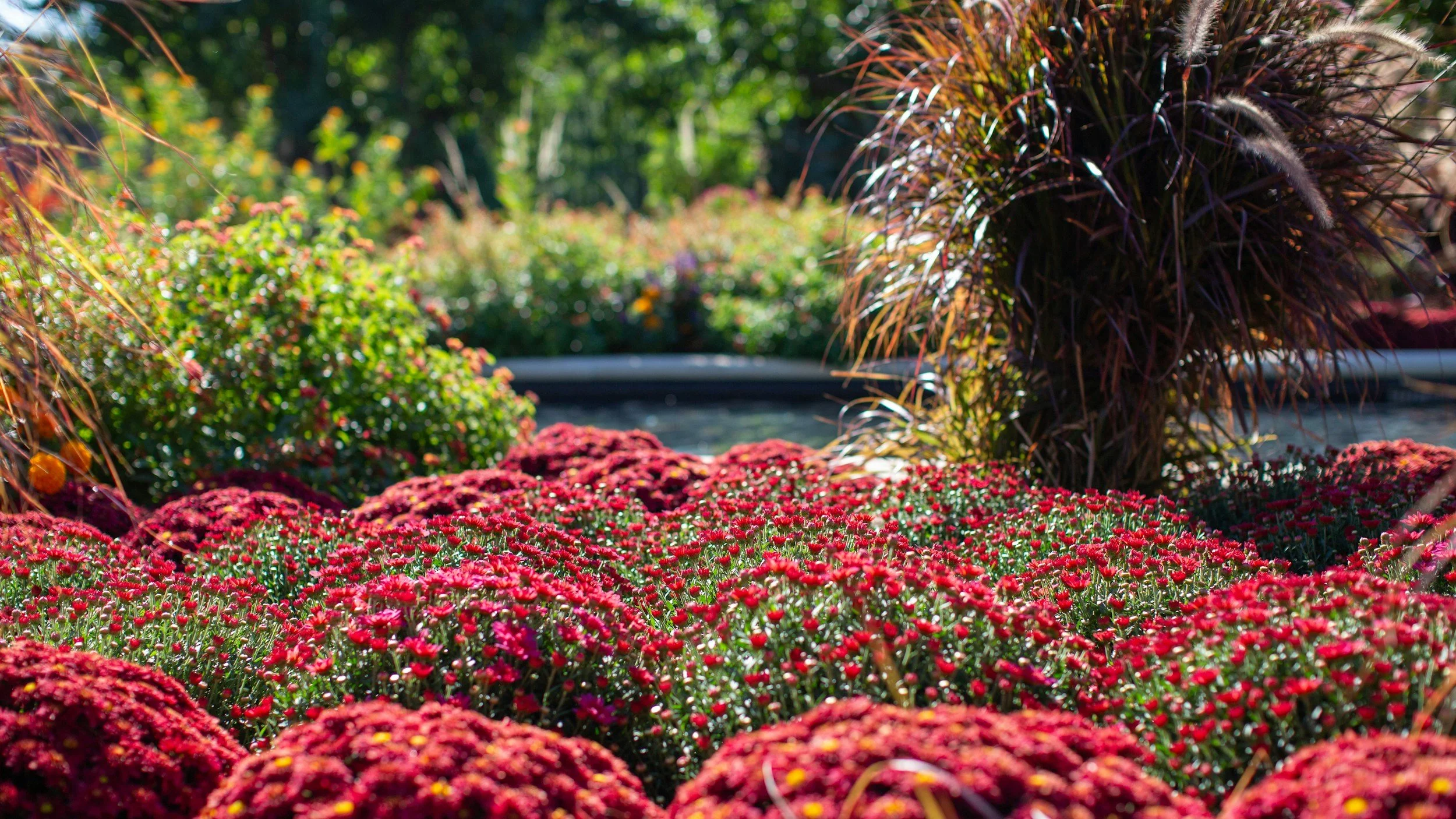 fall plant show mums tampa