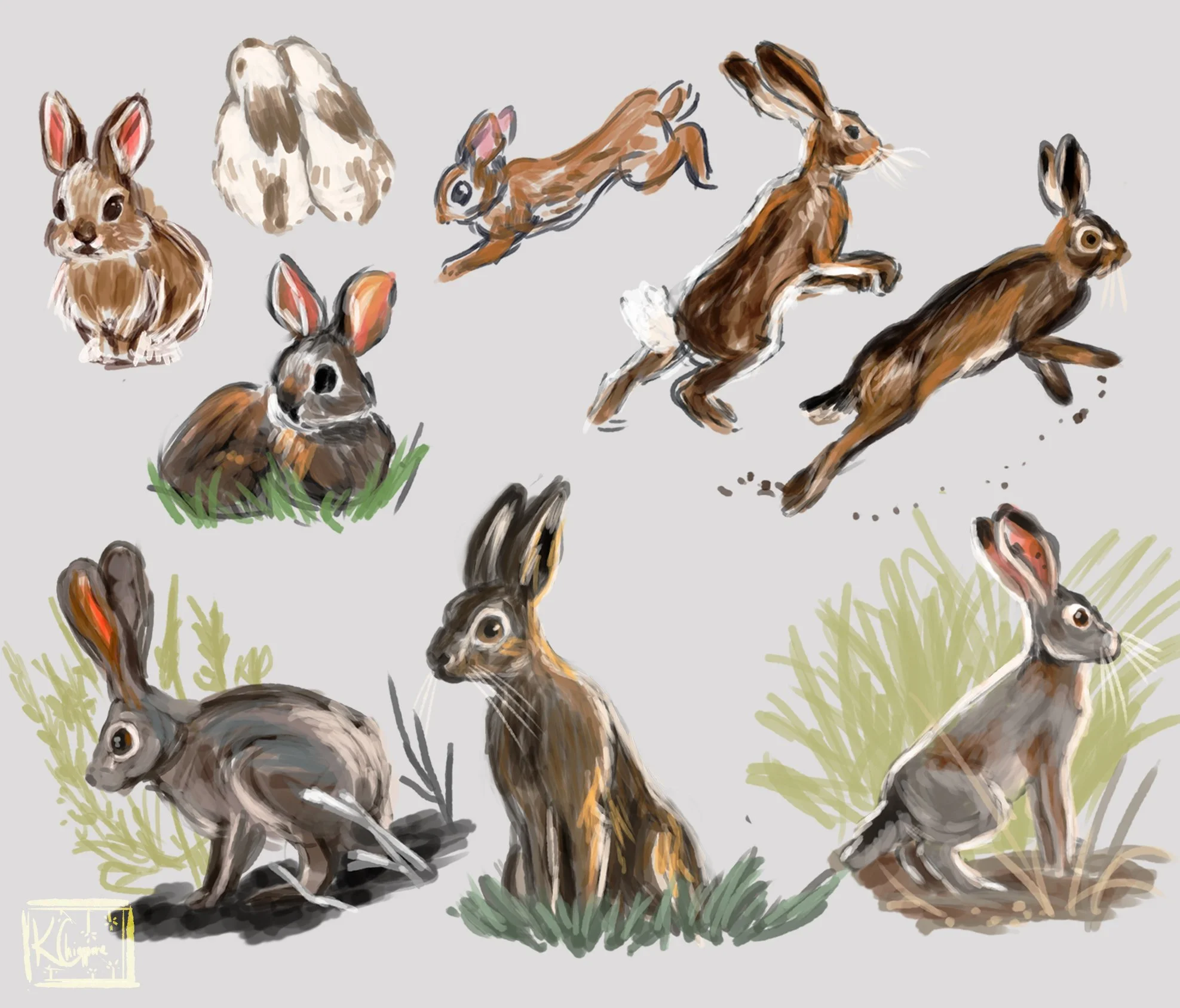 bunnies by time.jpg