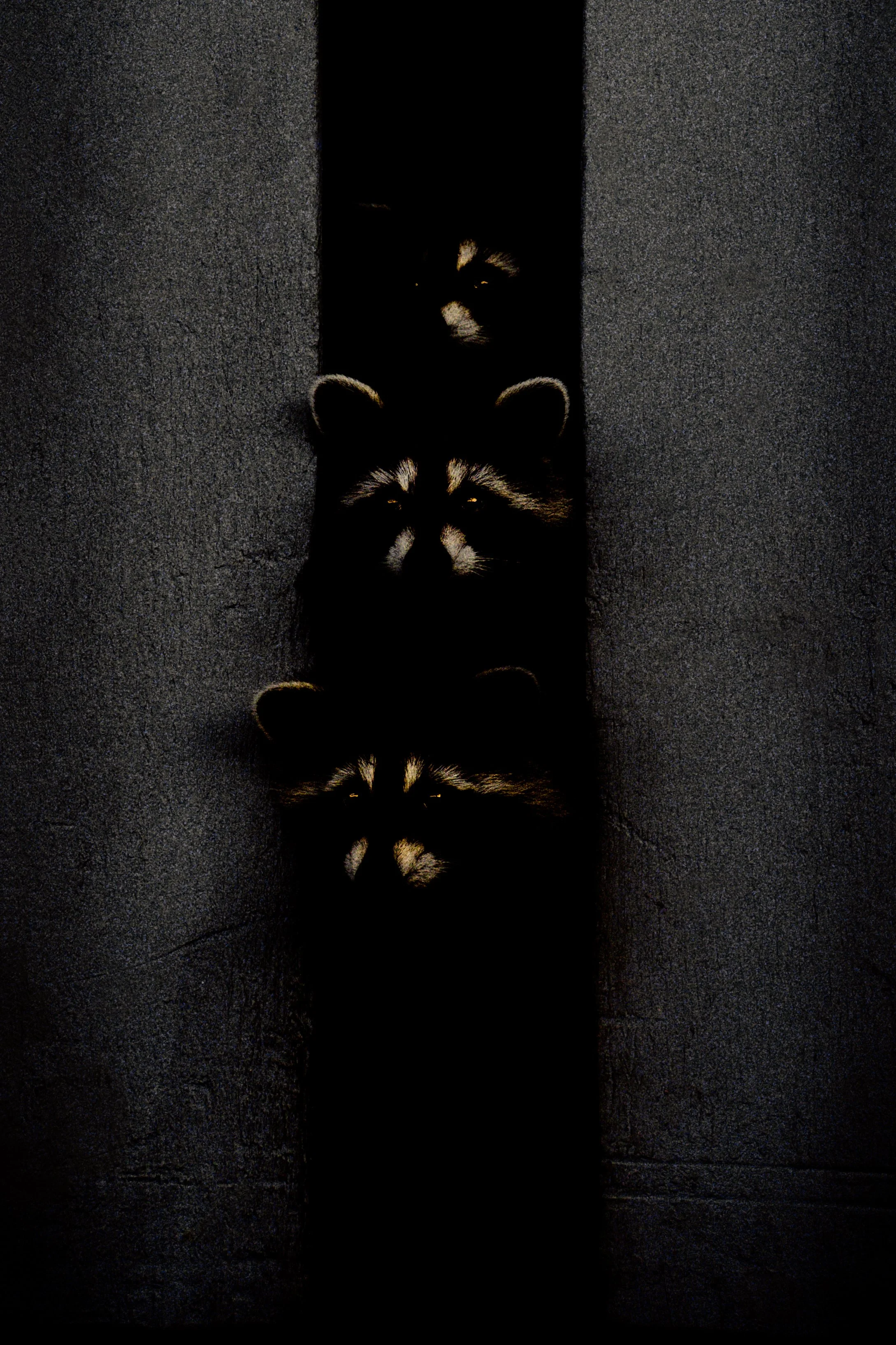 Raccoons yellow eyes-print copy.jpg
