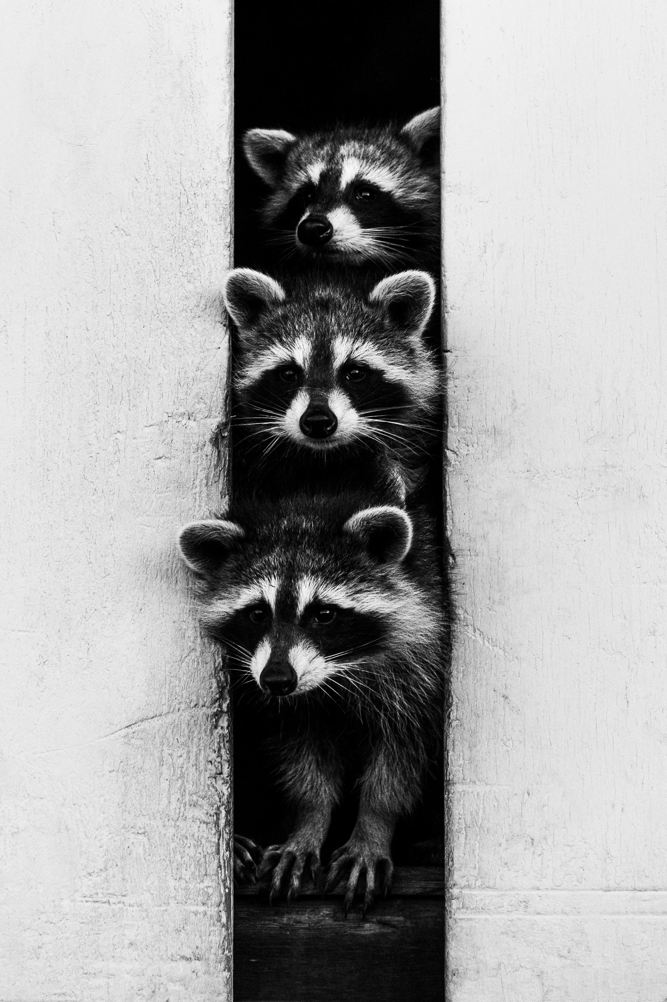 Raccoons-B&W-print copy.jpg