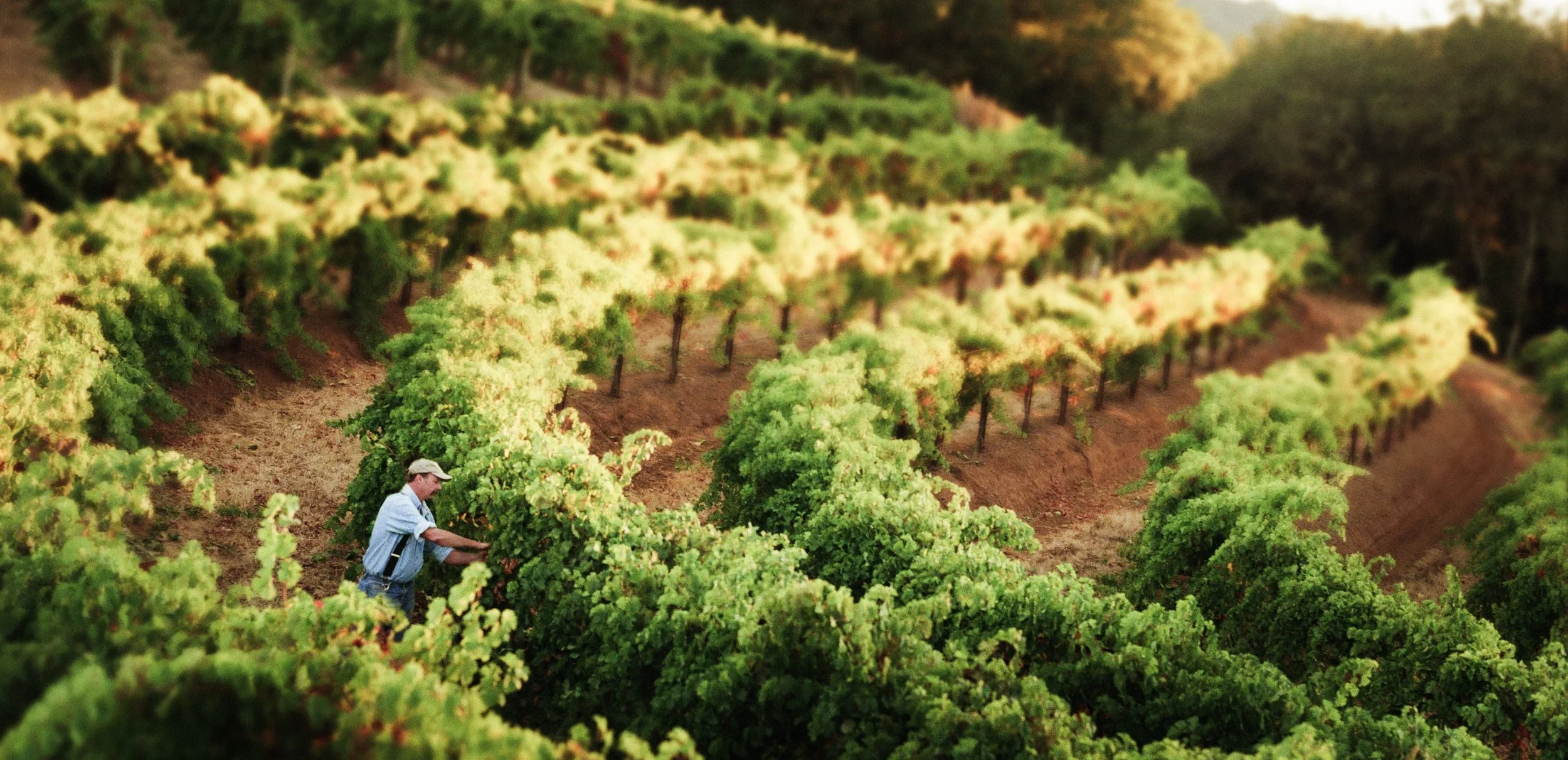 A man tending to grapevines in a vineyard during daylight, with rows of lush green grapevines on rolling hills.