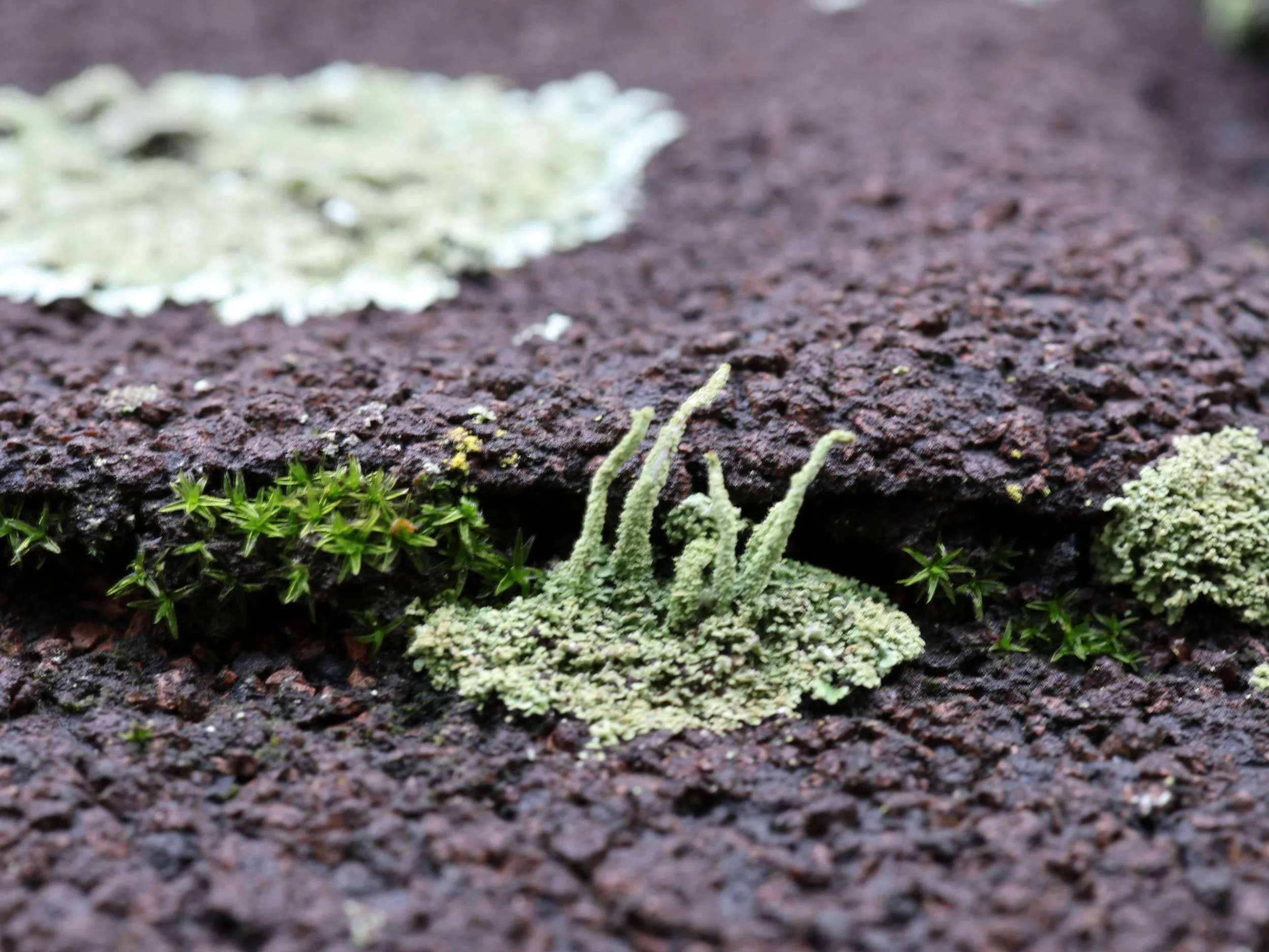 Dew, Bark & Moss Textures