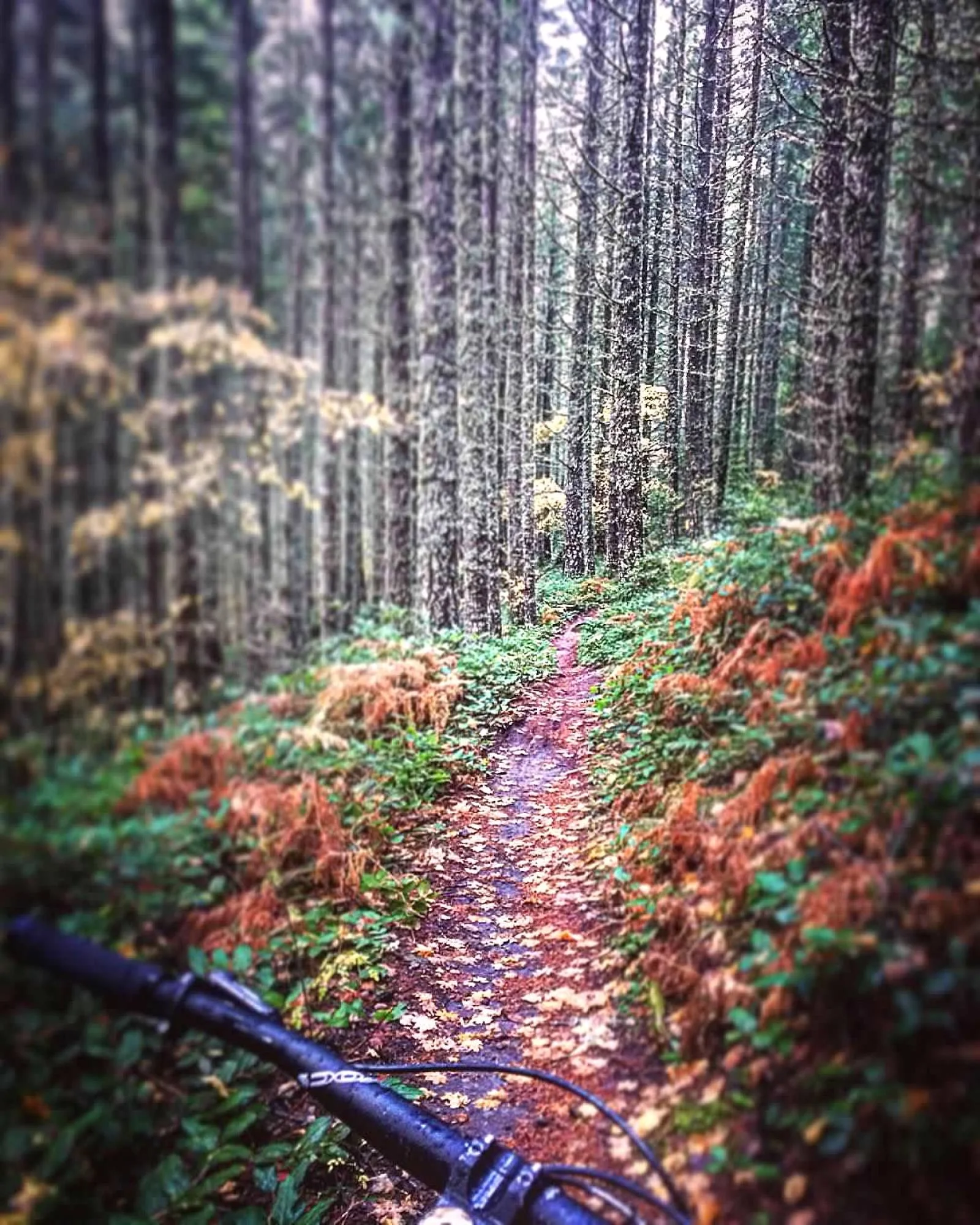 Fall trail.jfif