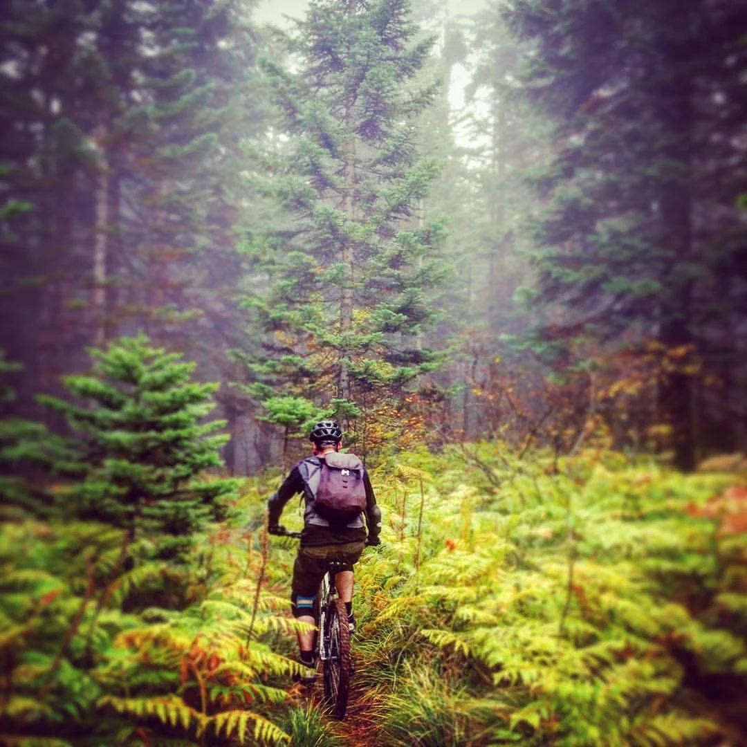 Into the wild.jpg
