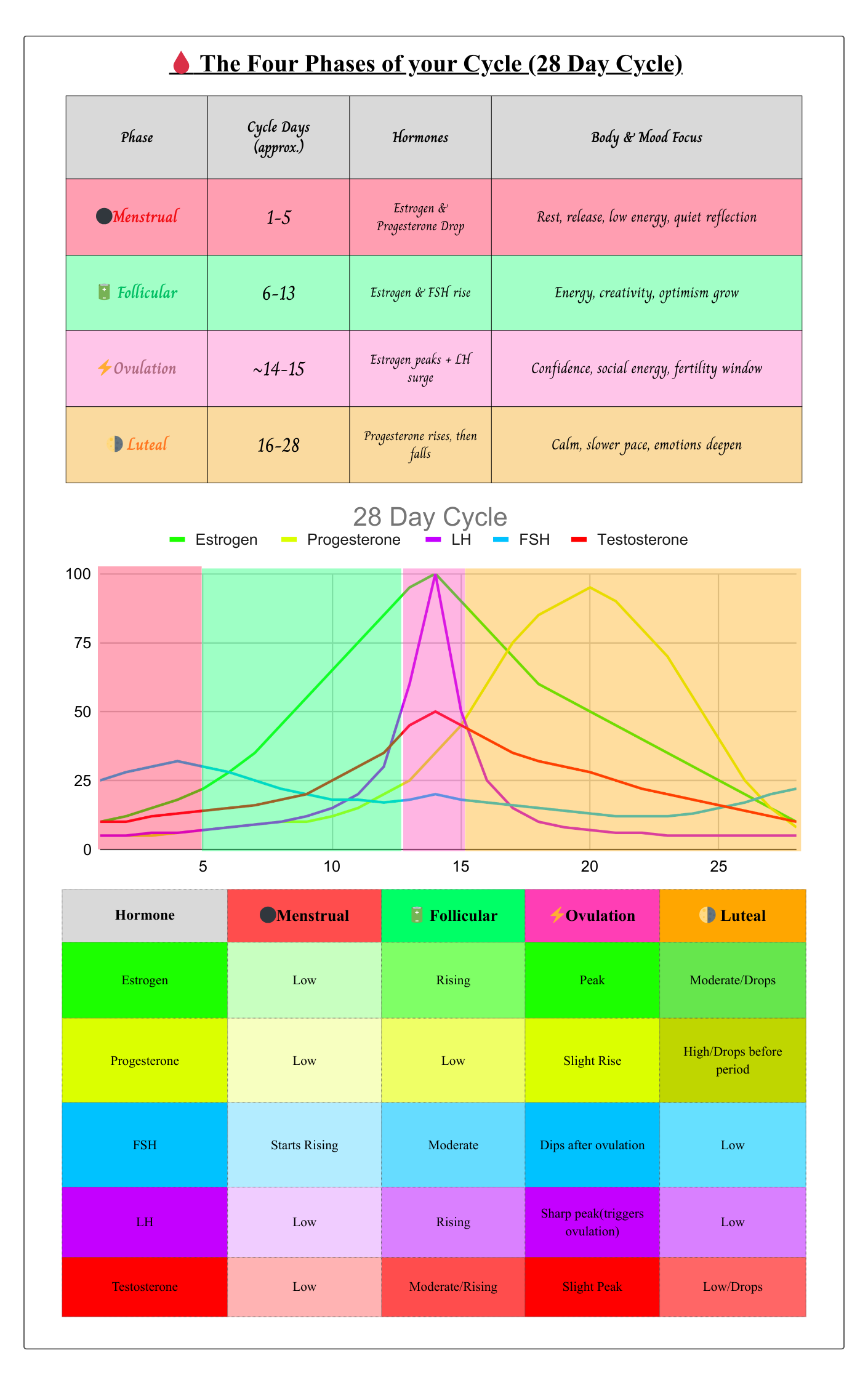 07 - A. The Nuclear Cycle™ - Female Puberty1.png