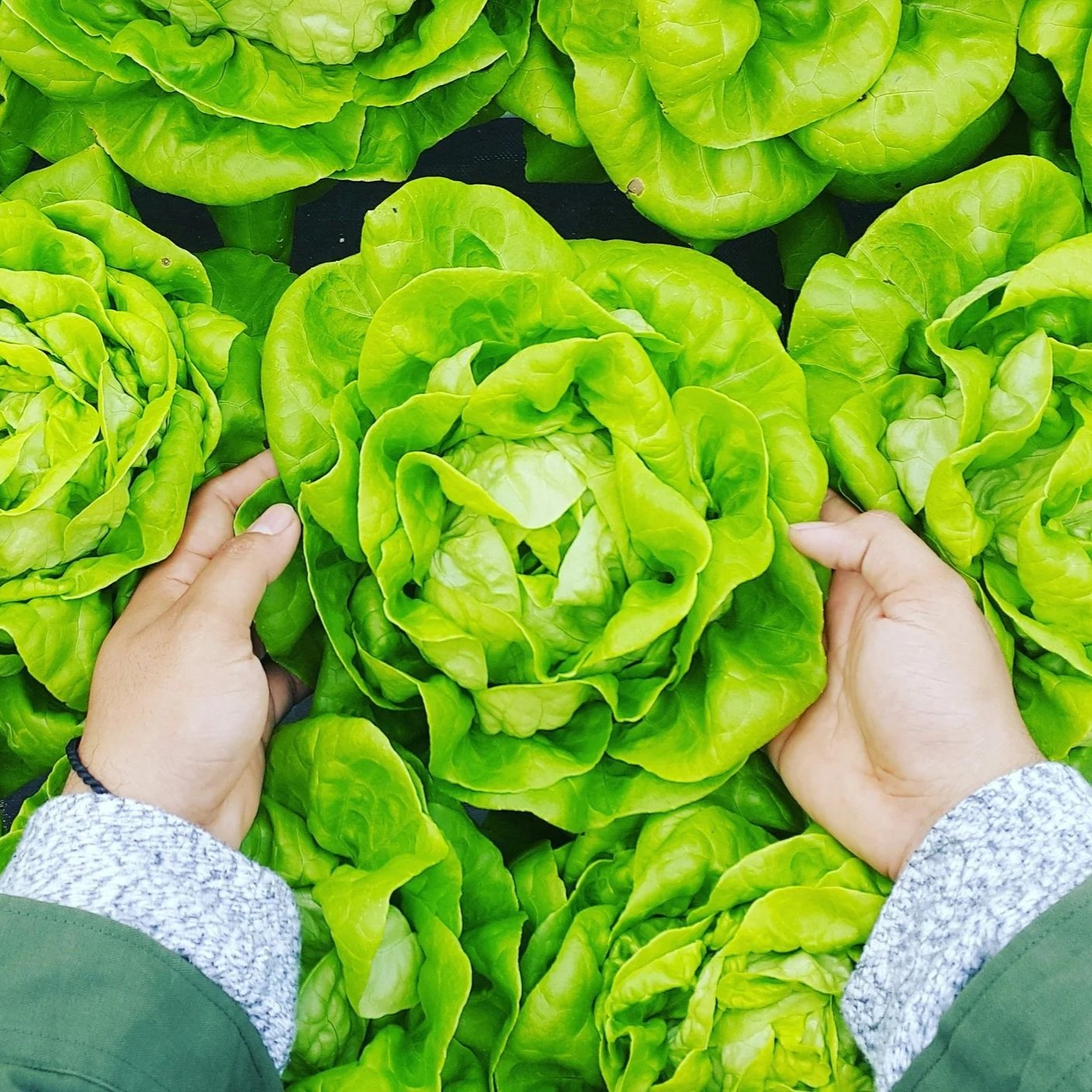 hands picking a perfect head of butter lettuce from a lettuce display