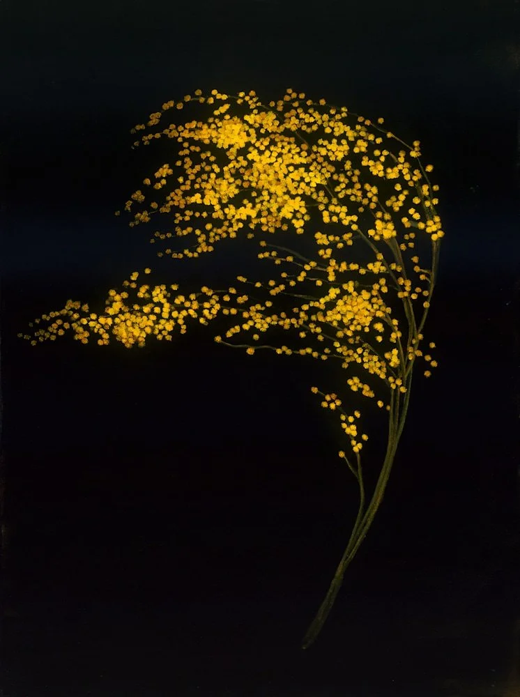 Print Dancing Mimosa.jpg