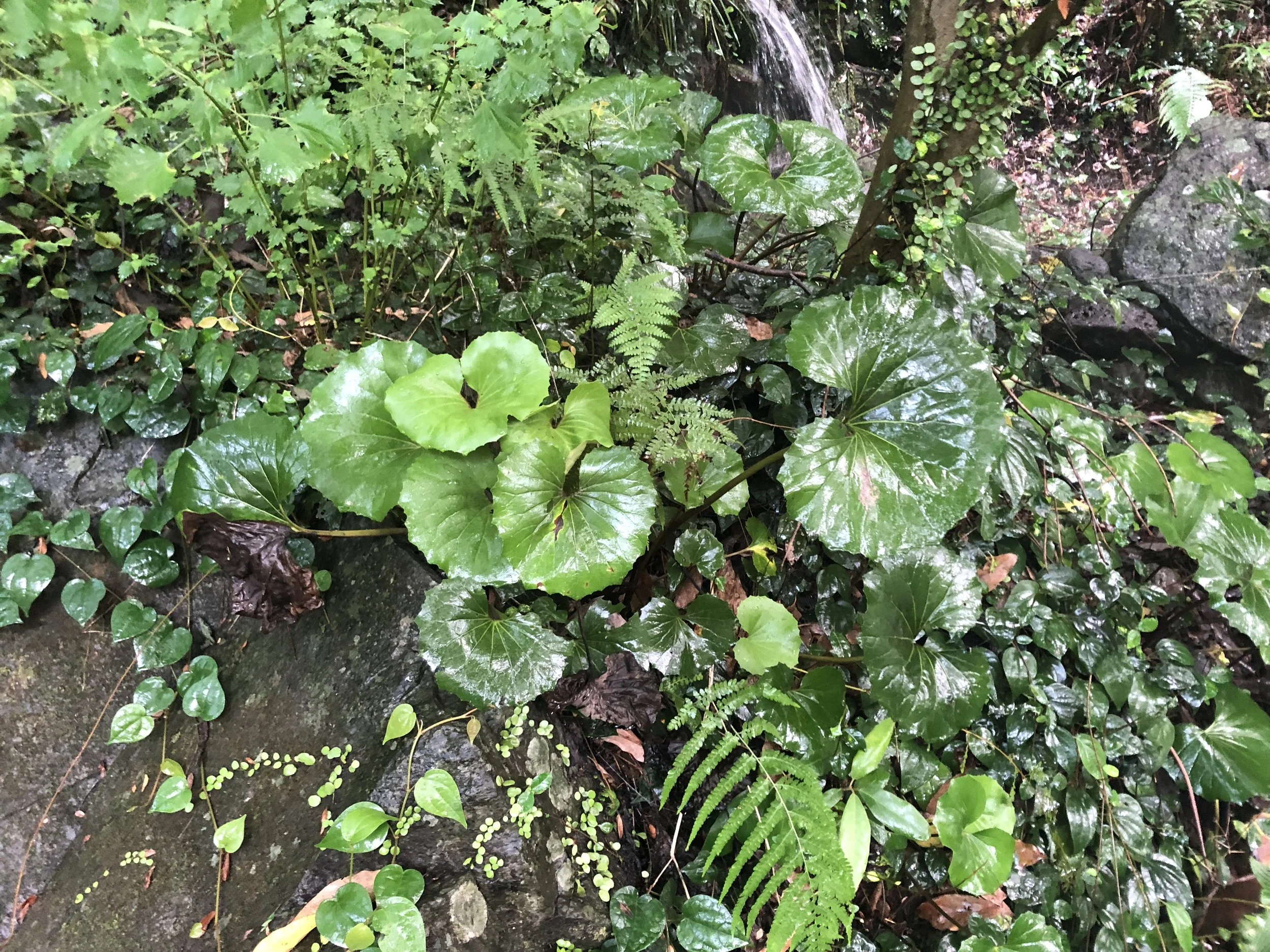 Ferns.JPG