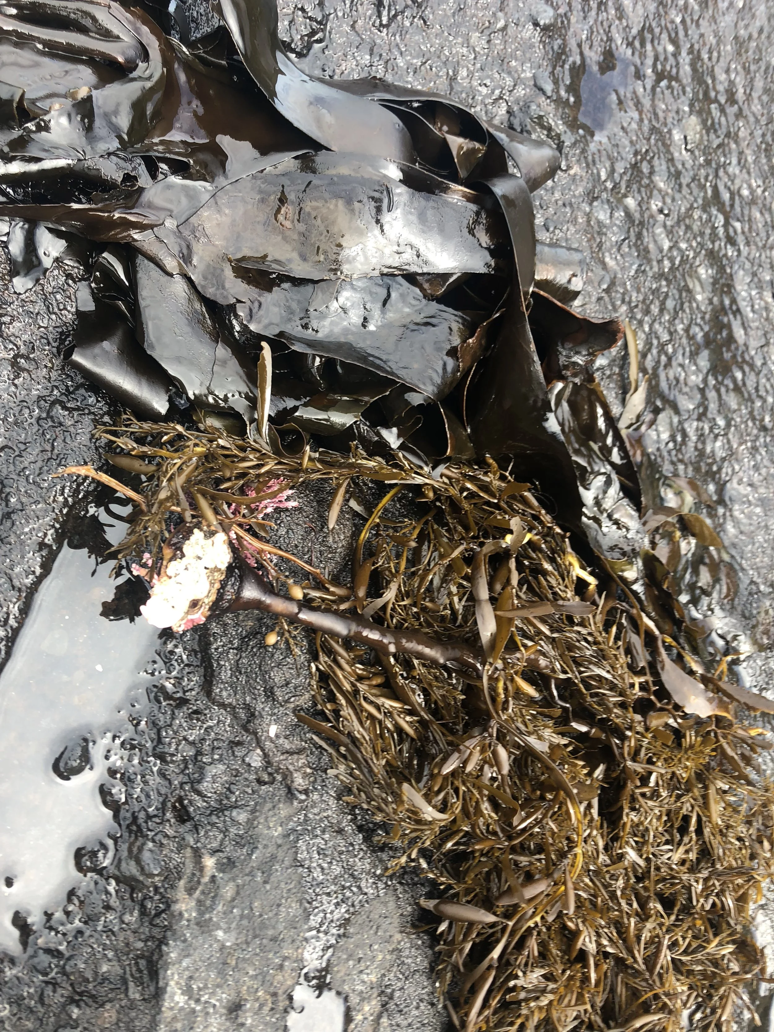Types of Seaweed.JPG