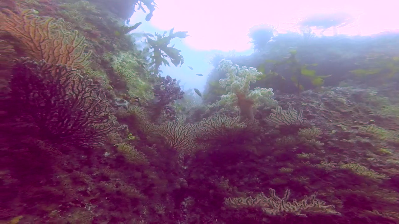 Corals.PNG