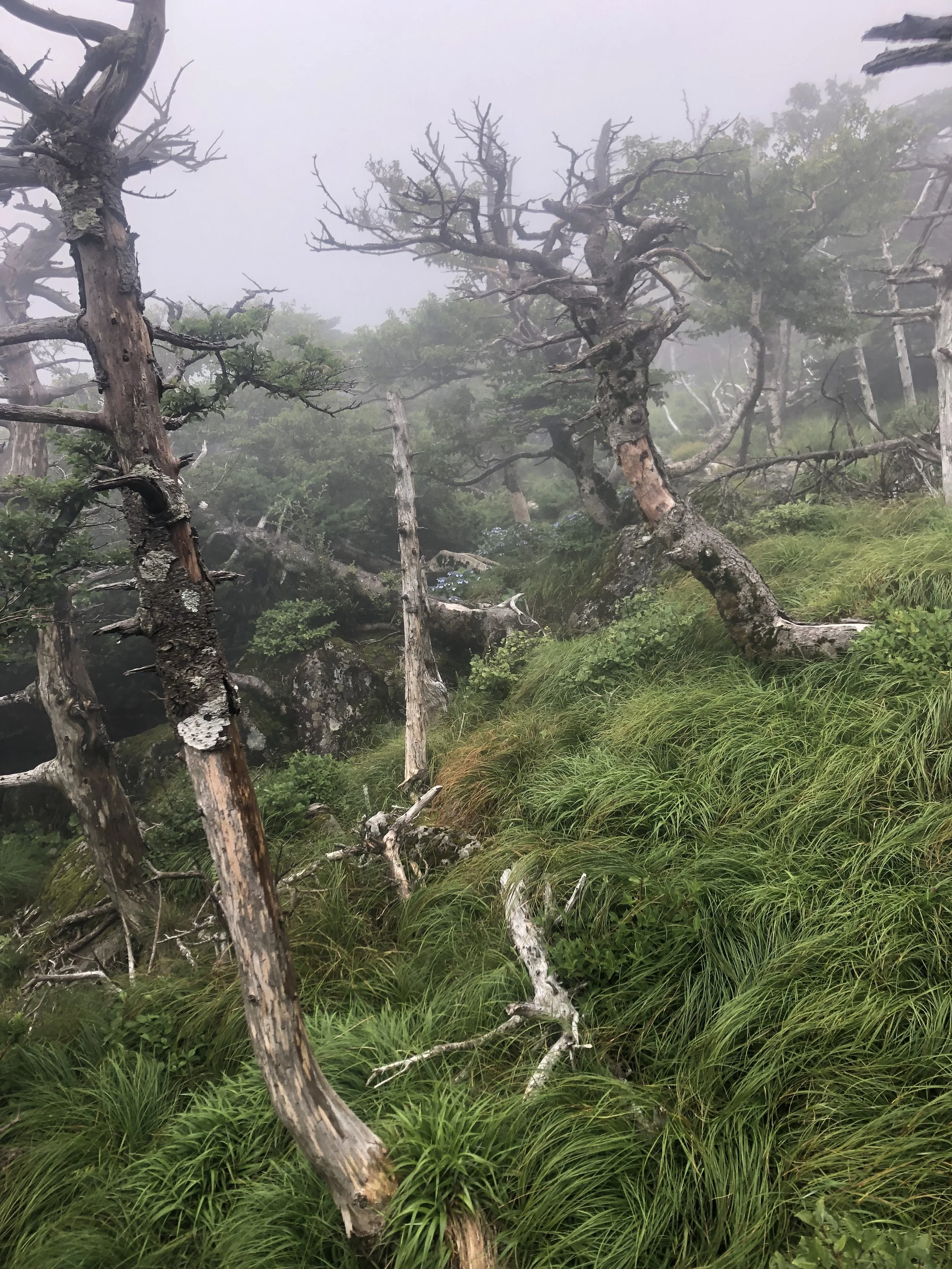 Weird trees.JPG