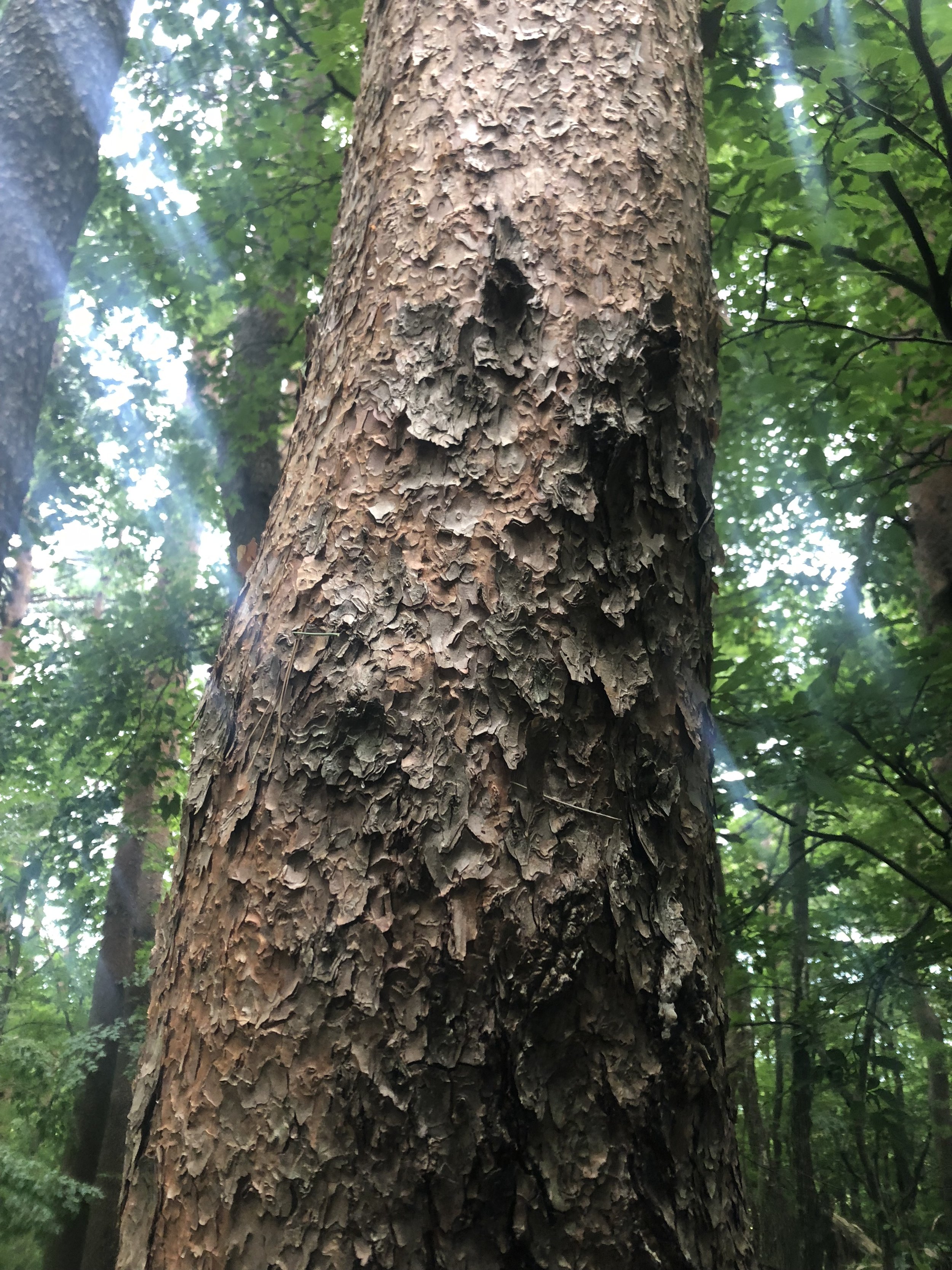 Treebark.JPG