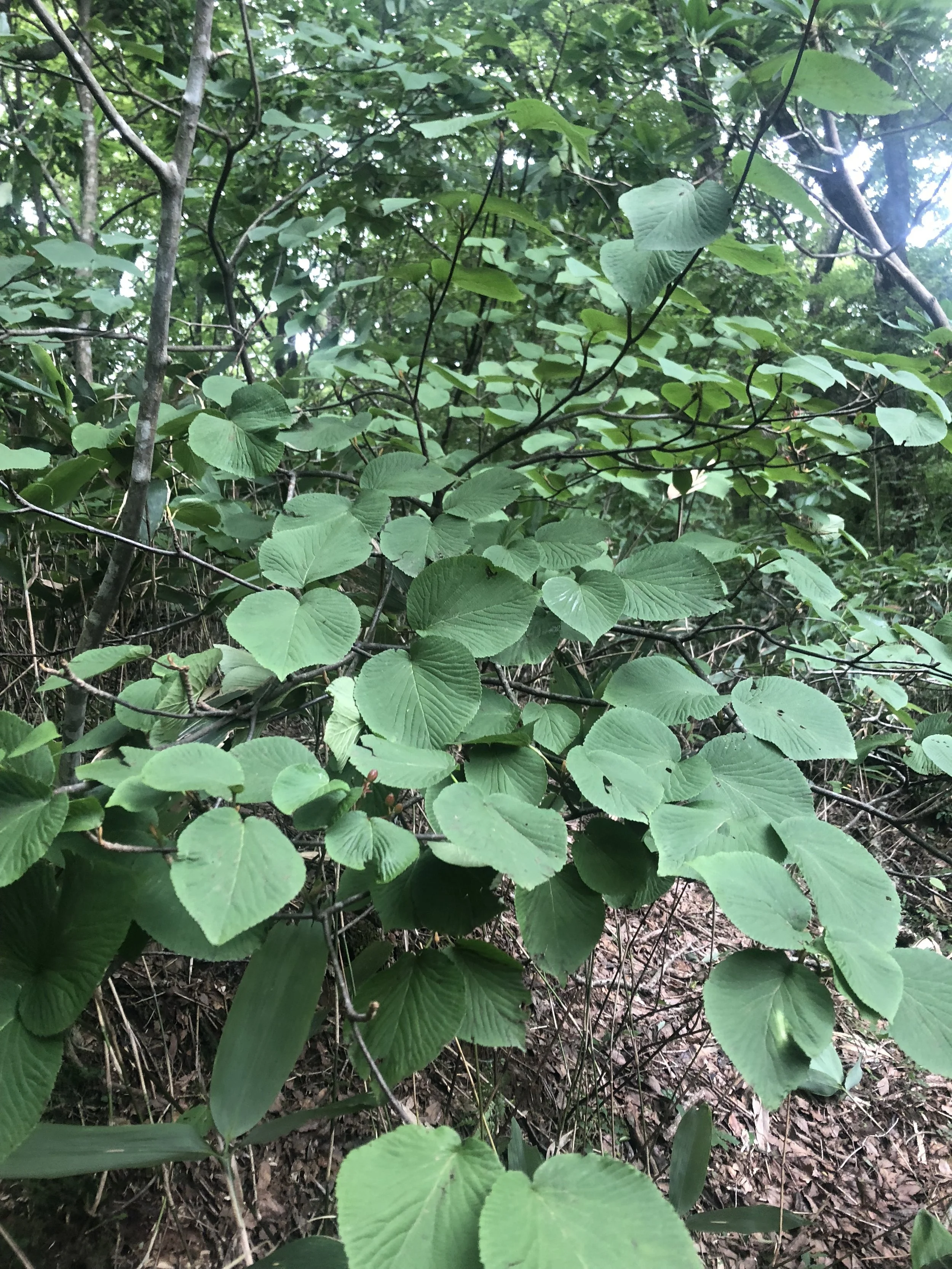 Leaves.JPG