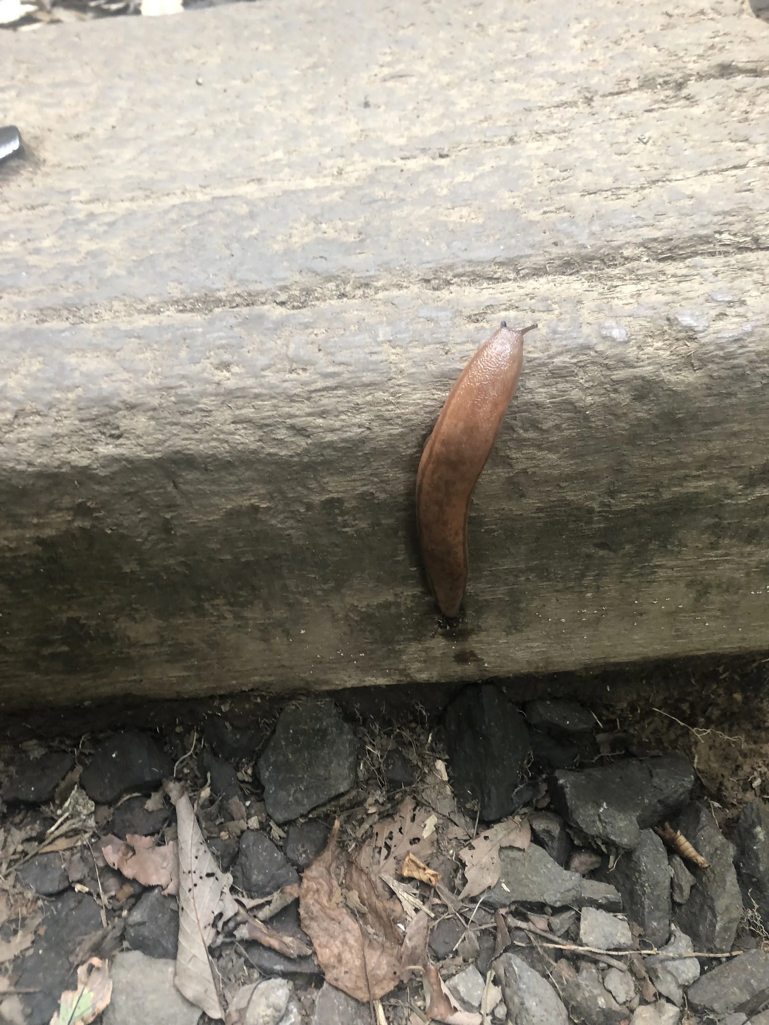 Korean slug.JPG