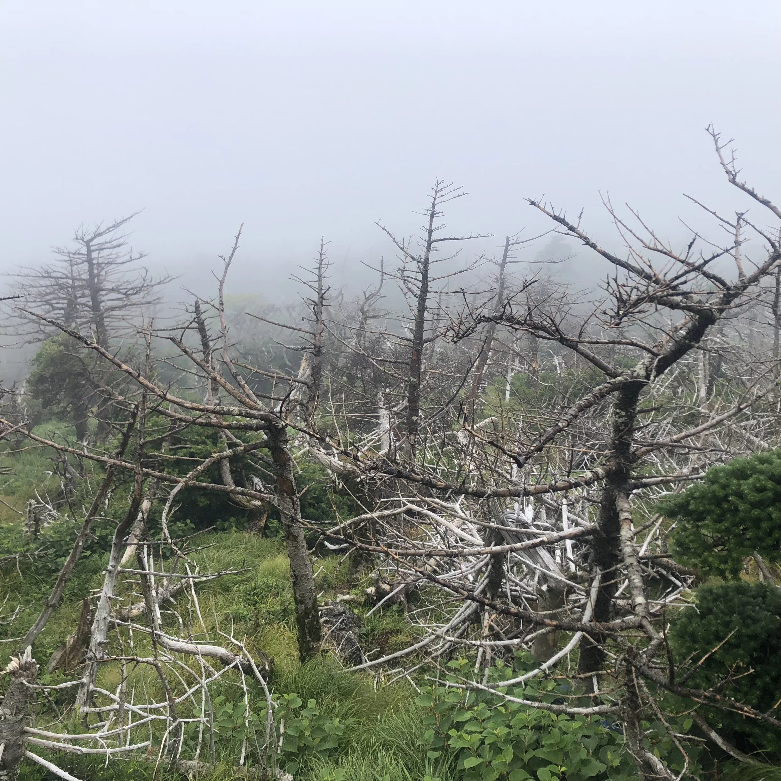 Spiny trees2.JPG