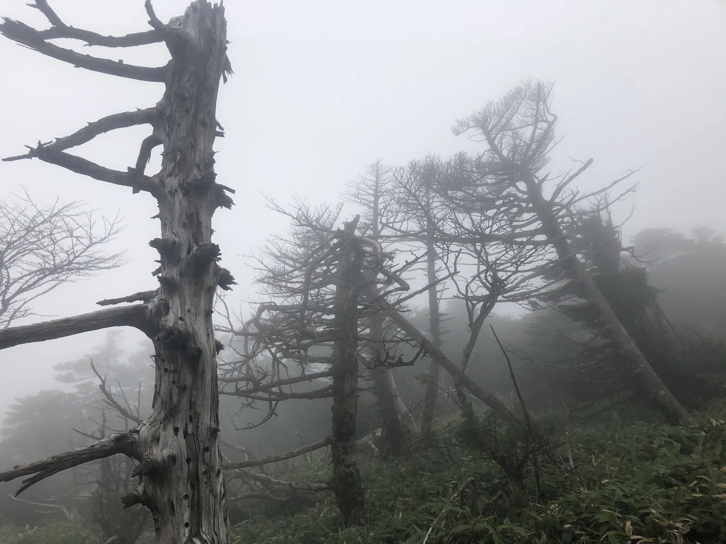 Spiny trees.JPG