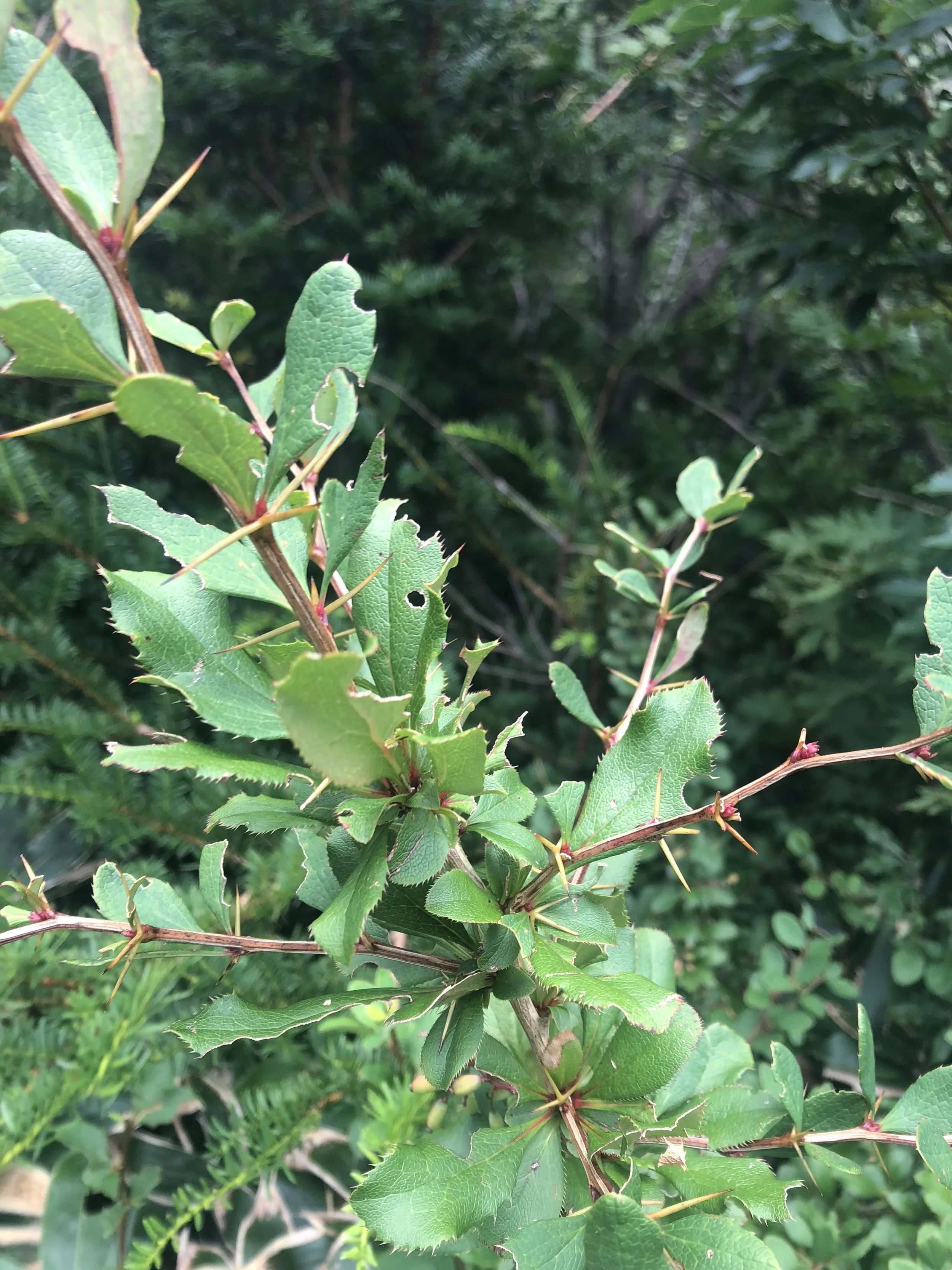 Spiny plant.JPG