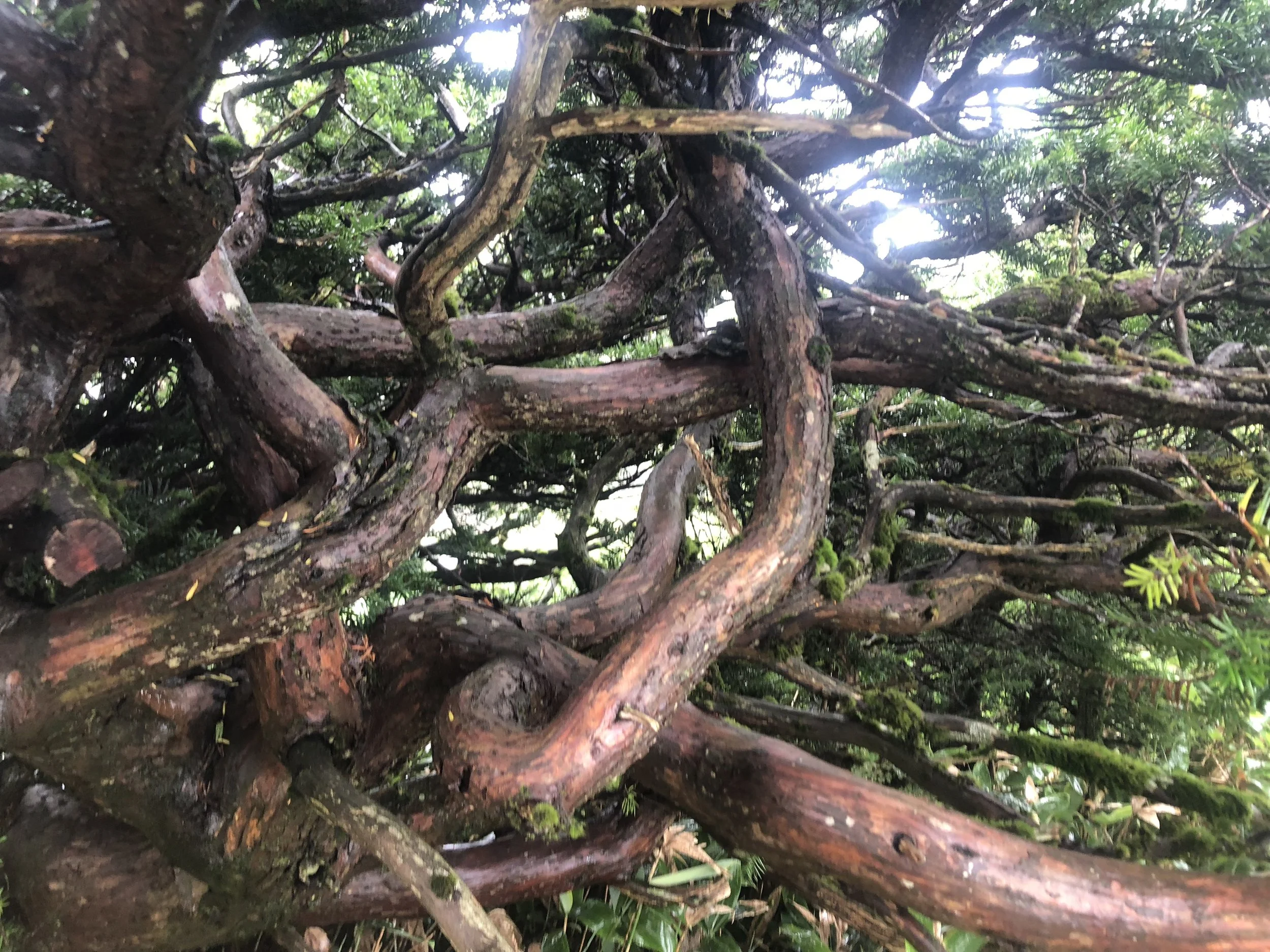 Ropey trees.JPG