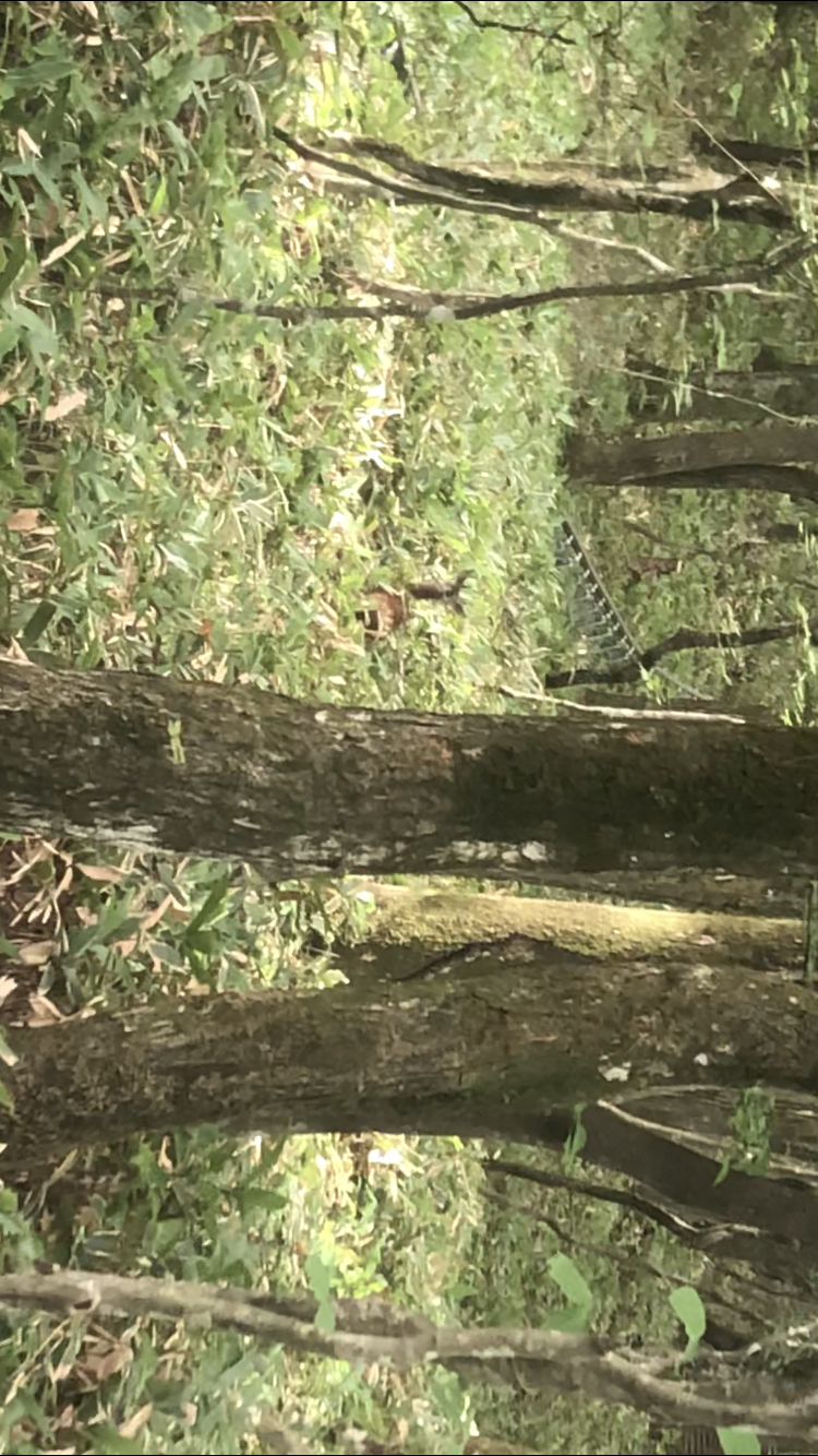 Roe Deer.PNG