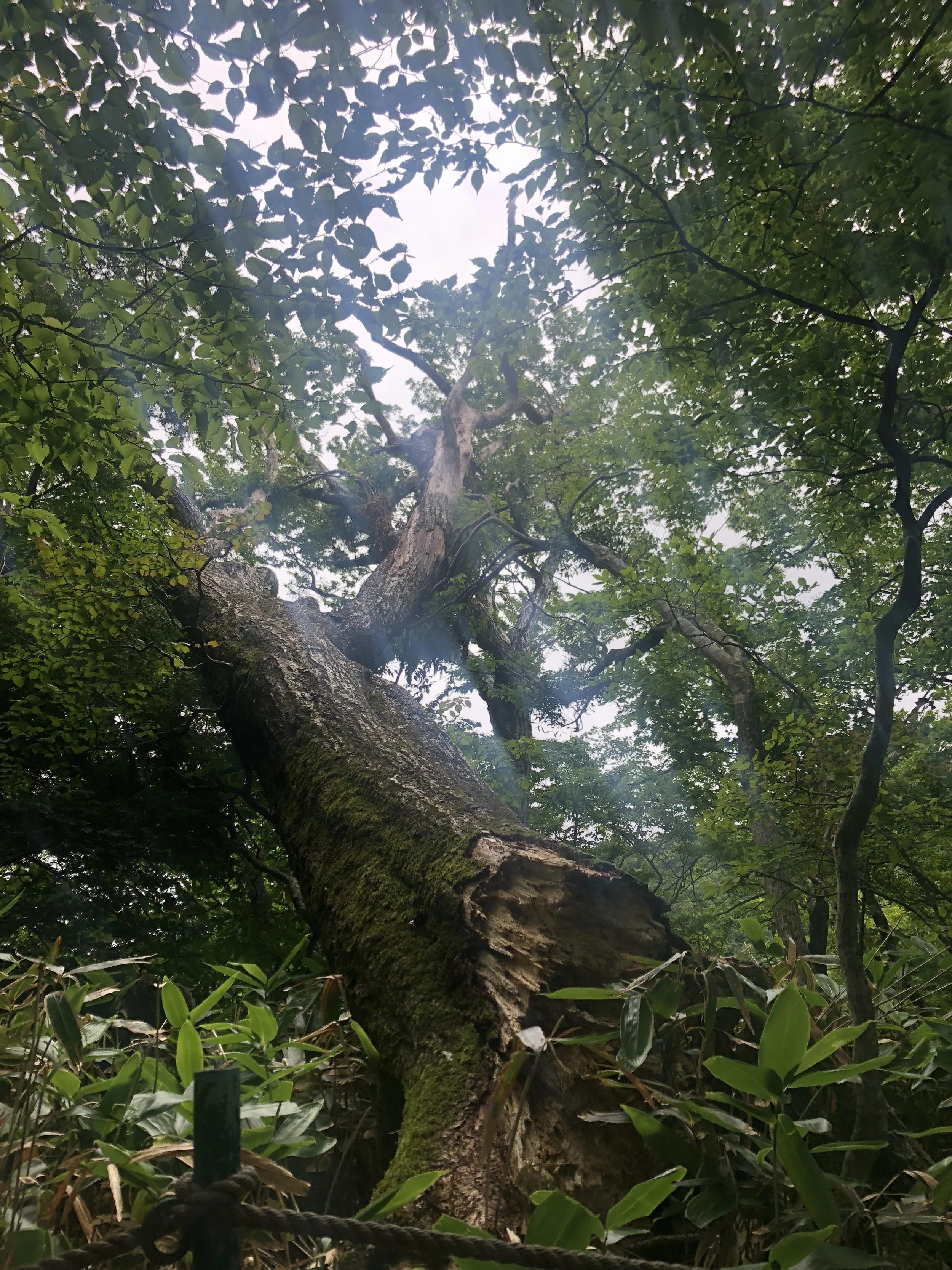 Old tree.JPG