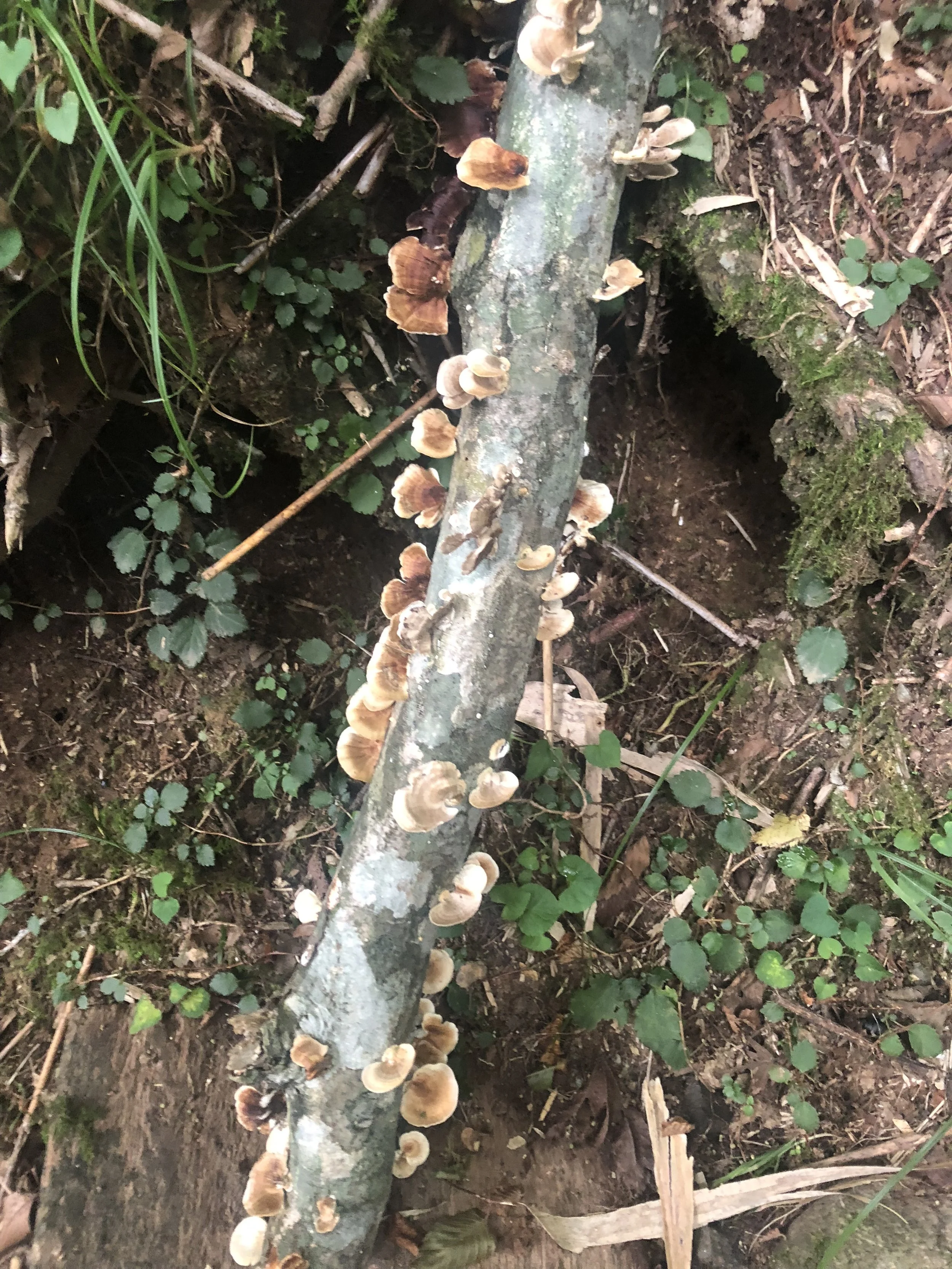 Mushrooms.JPG