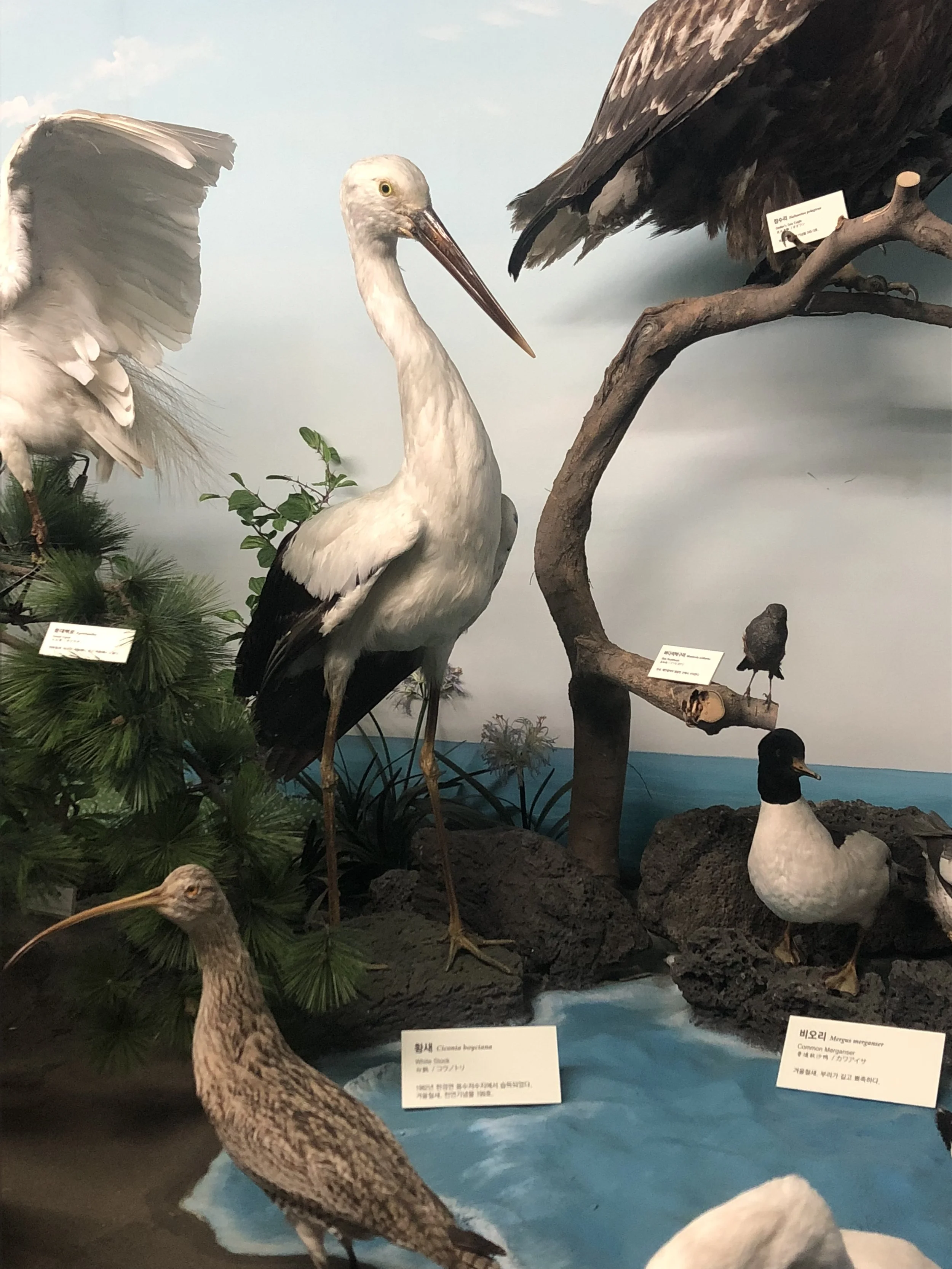 BIrds.JPG
