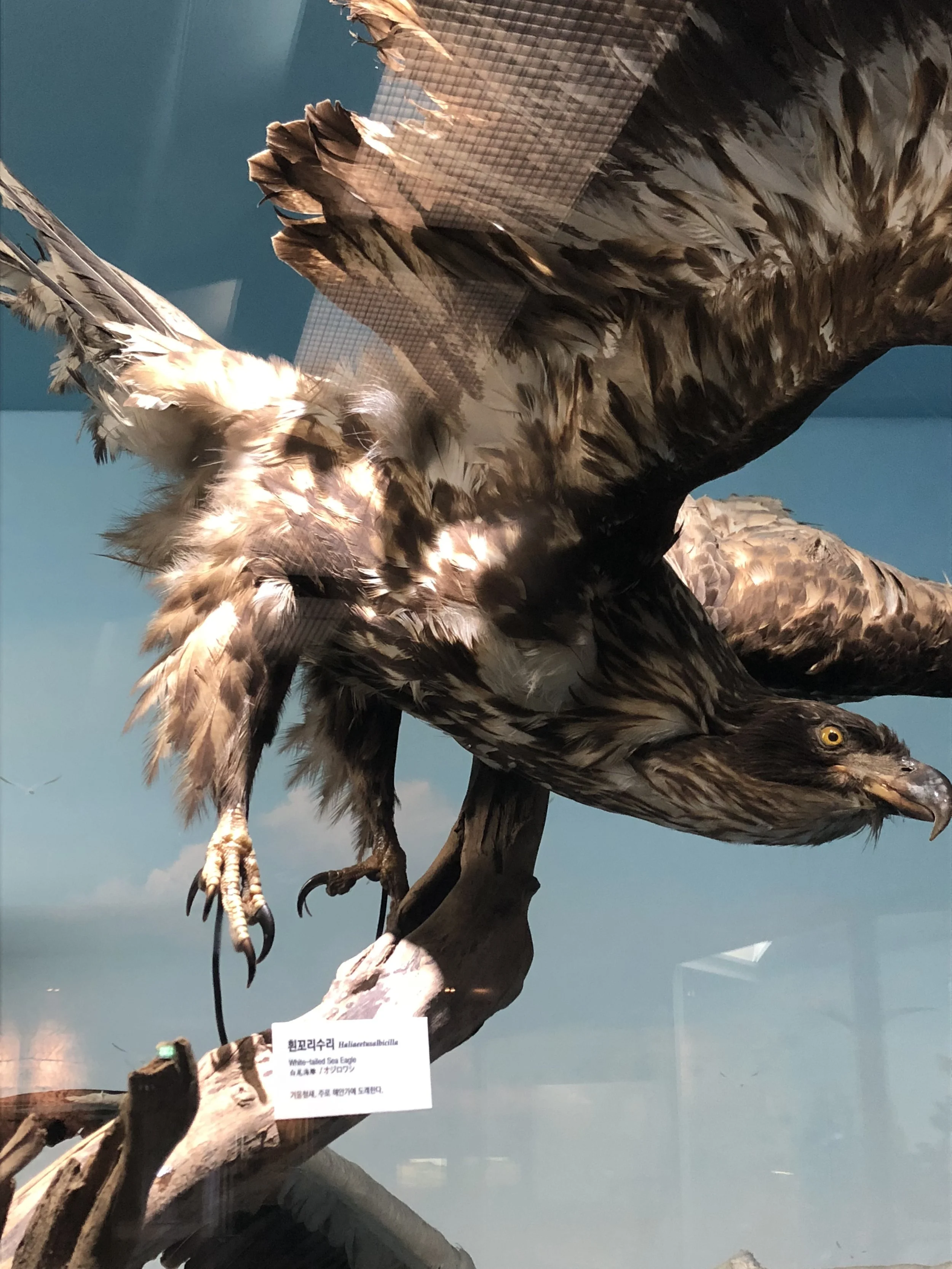 Eagle.JPG