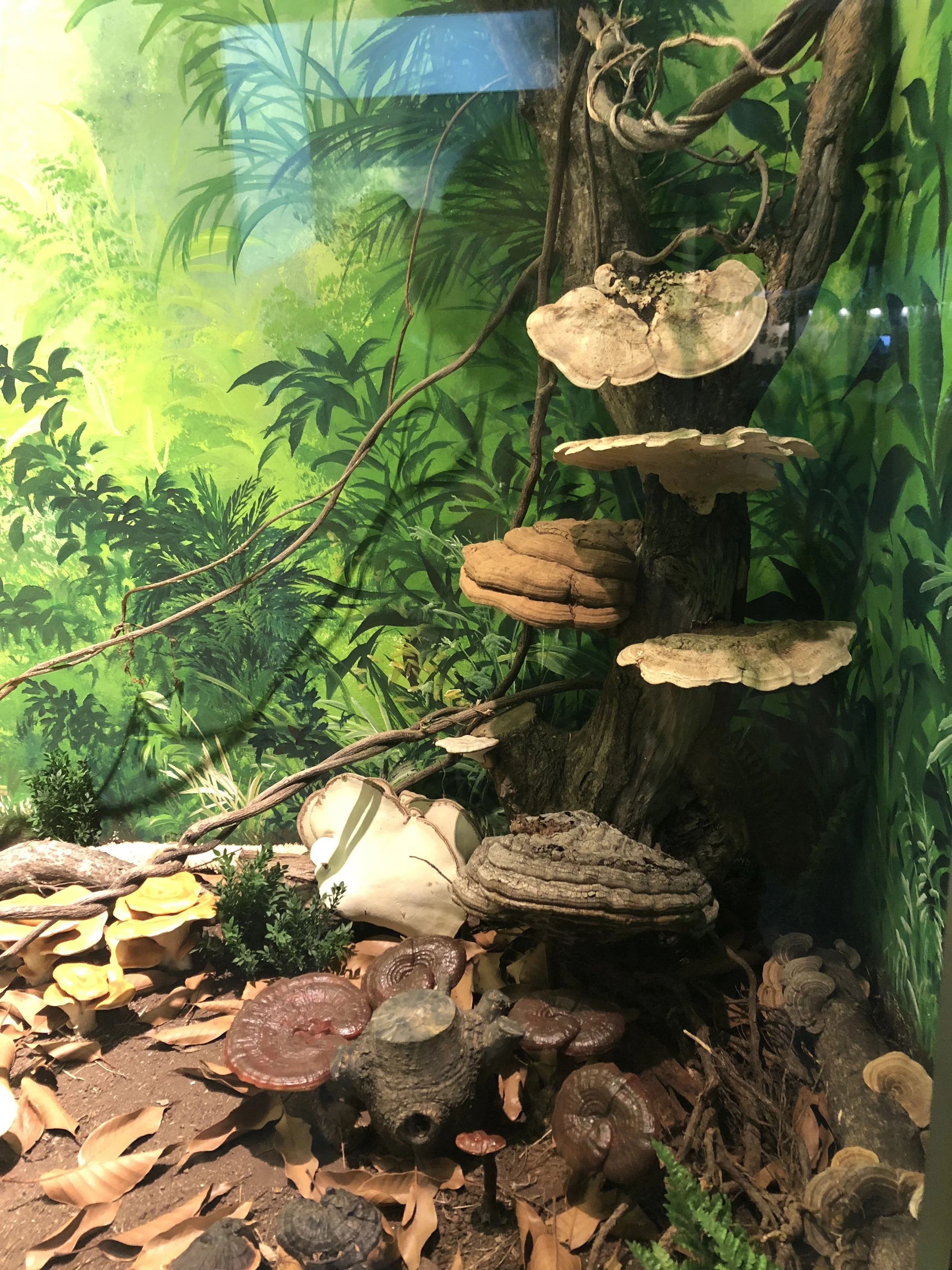Mushrooms.JPG