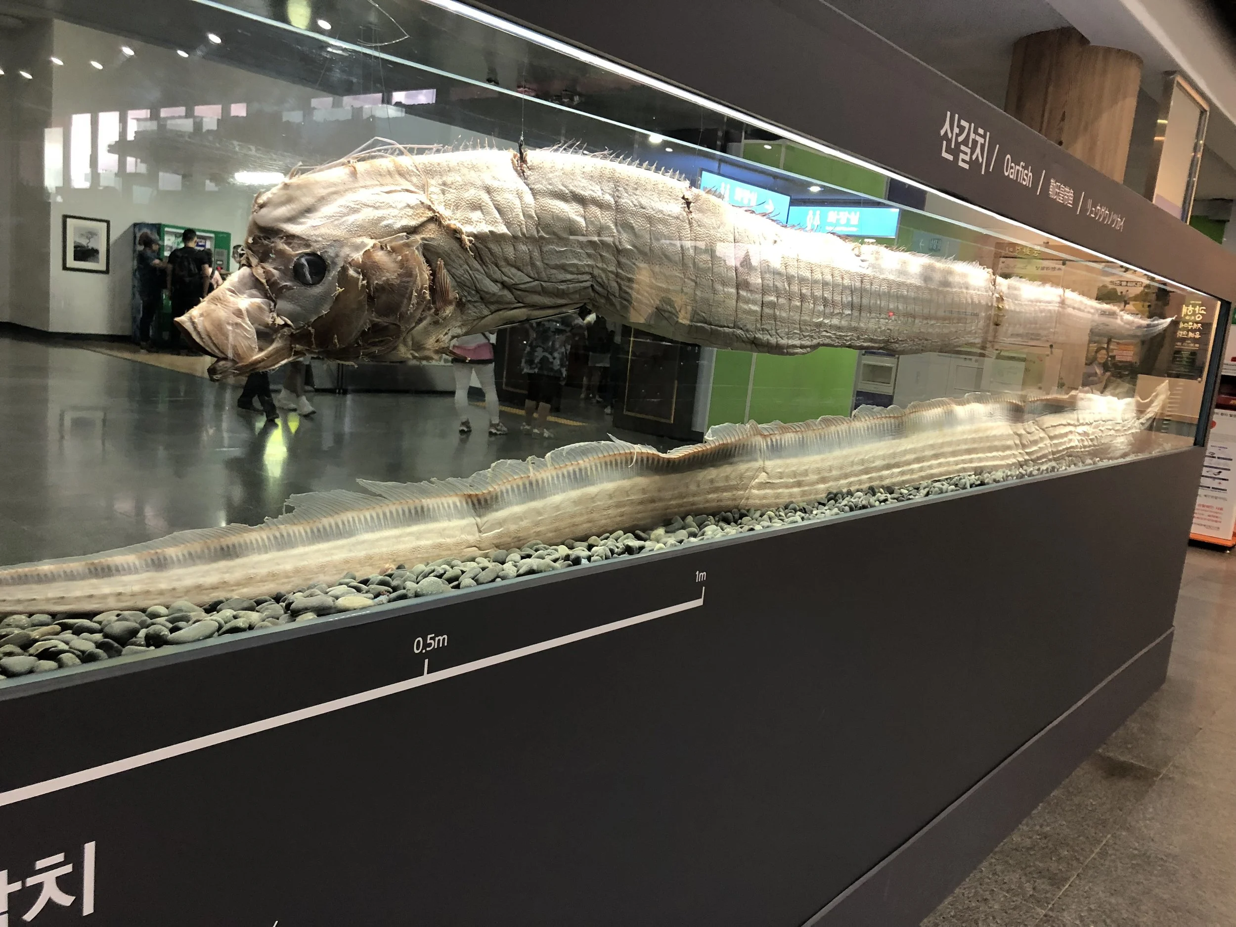 Oarfish.JPG