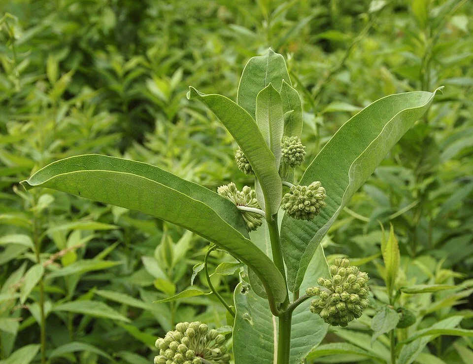 What does pizza have to do with native plants?