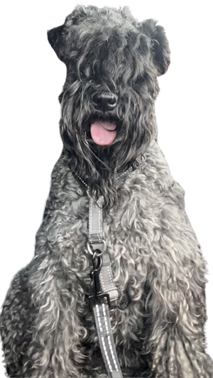 A different kind of hairy beard tongue