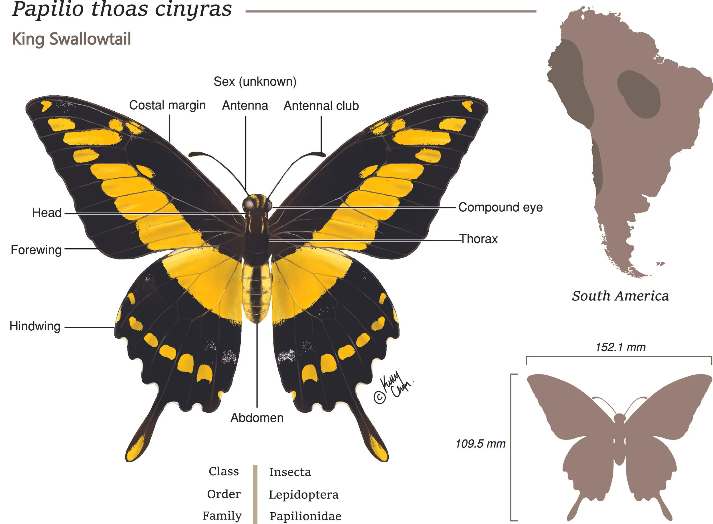 20231017 Butterfly Final.jpg