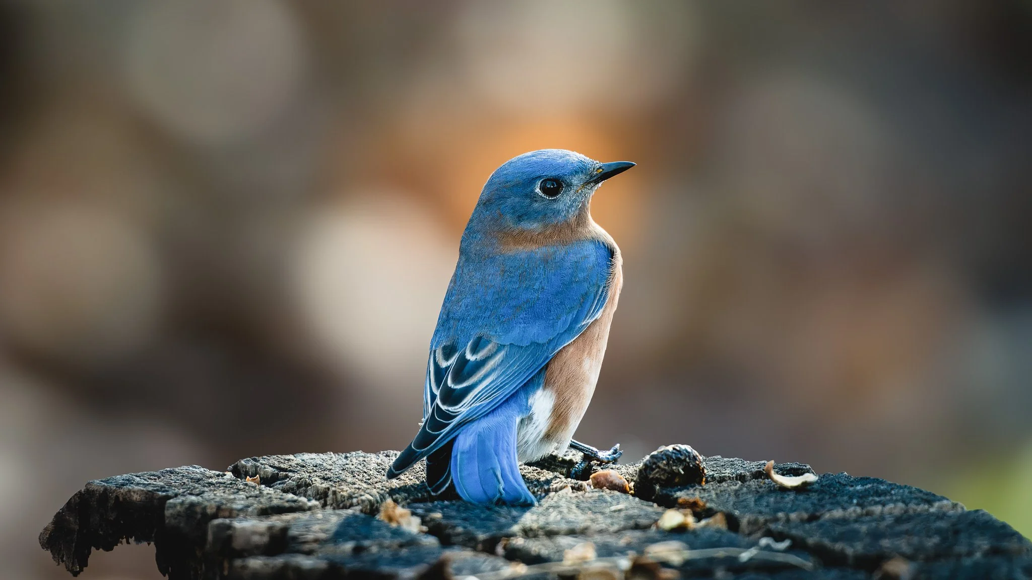 Eastern Blue JayKV_09803KV-2.jpg