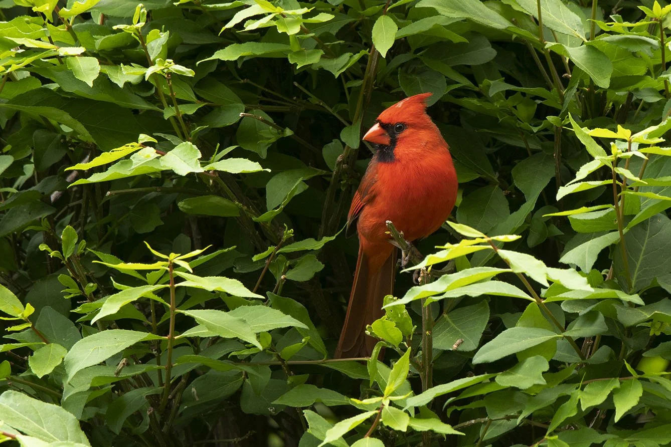 A majestic cardinal who improved his LSAT score through focused tutoring. Photo by Tom Pierson