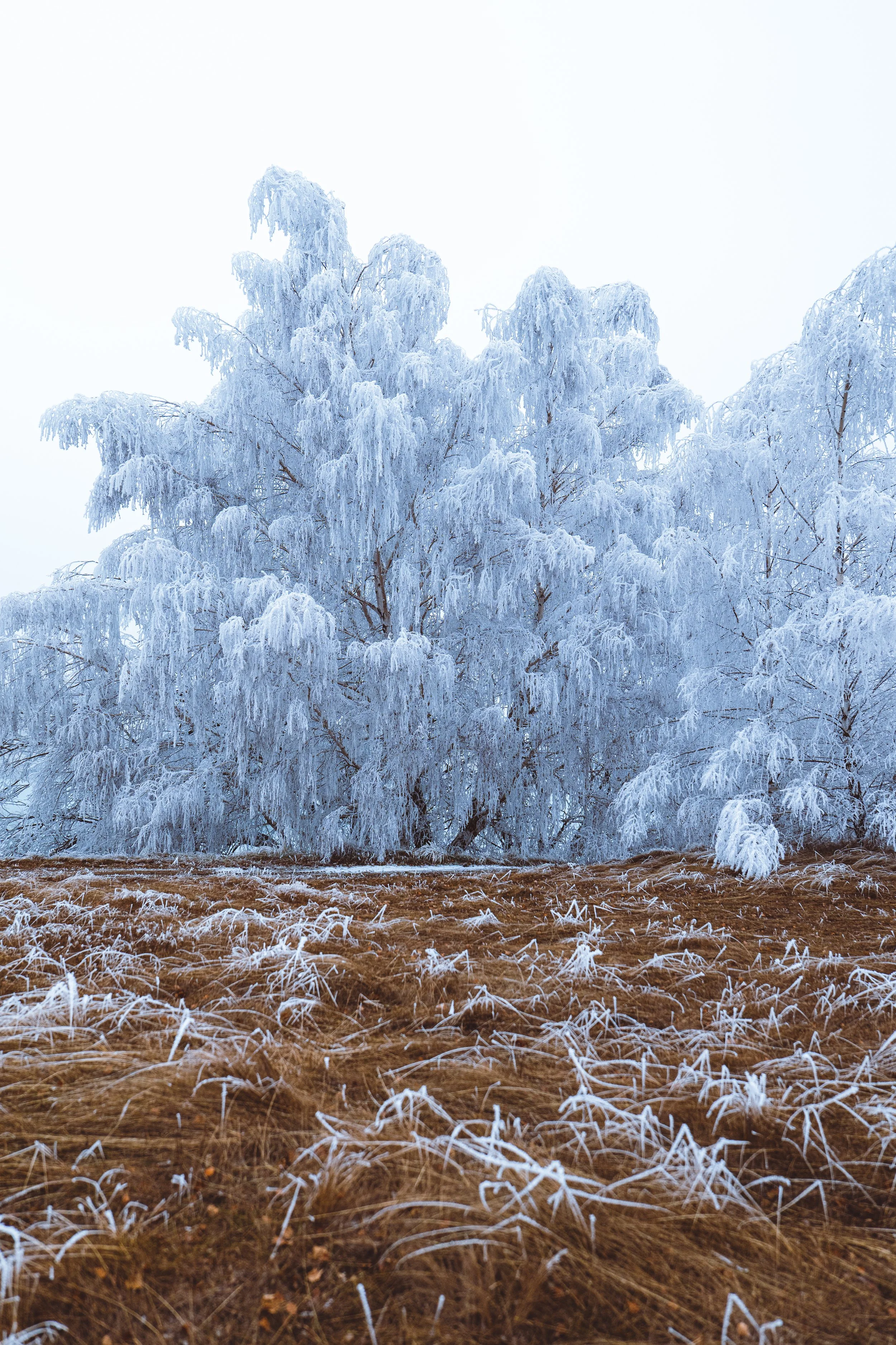 Frost-covered tree with brown grass in the foreground.