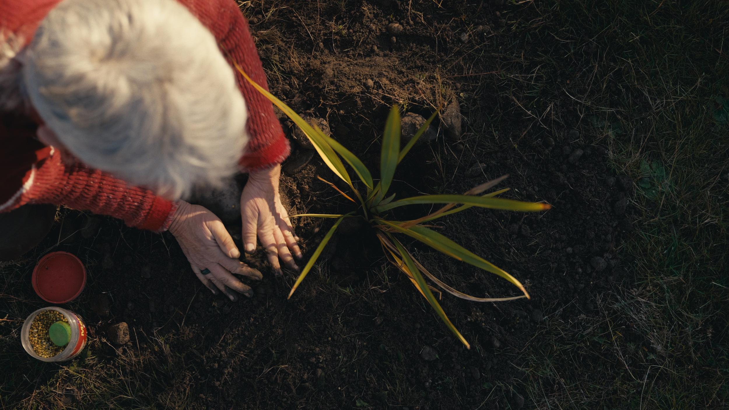 TK_PlantTUT_H_RP_10.png