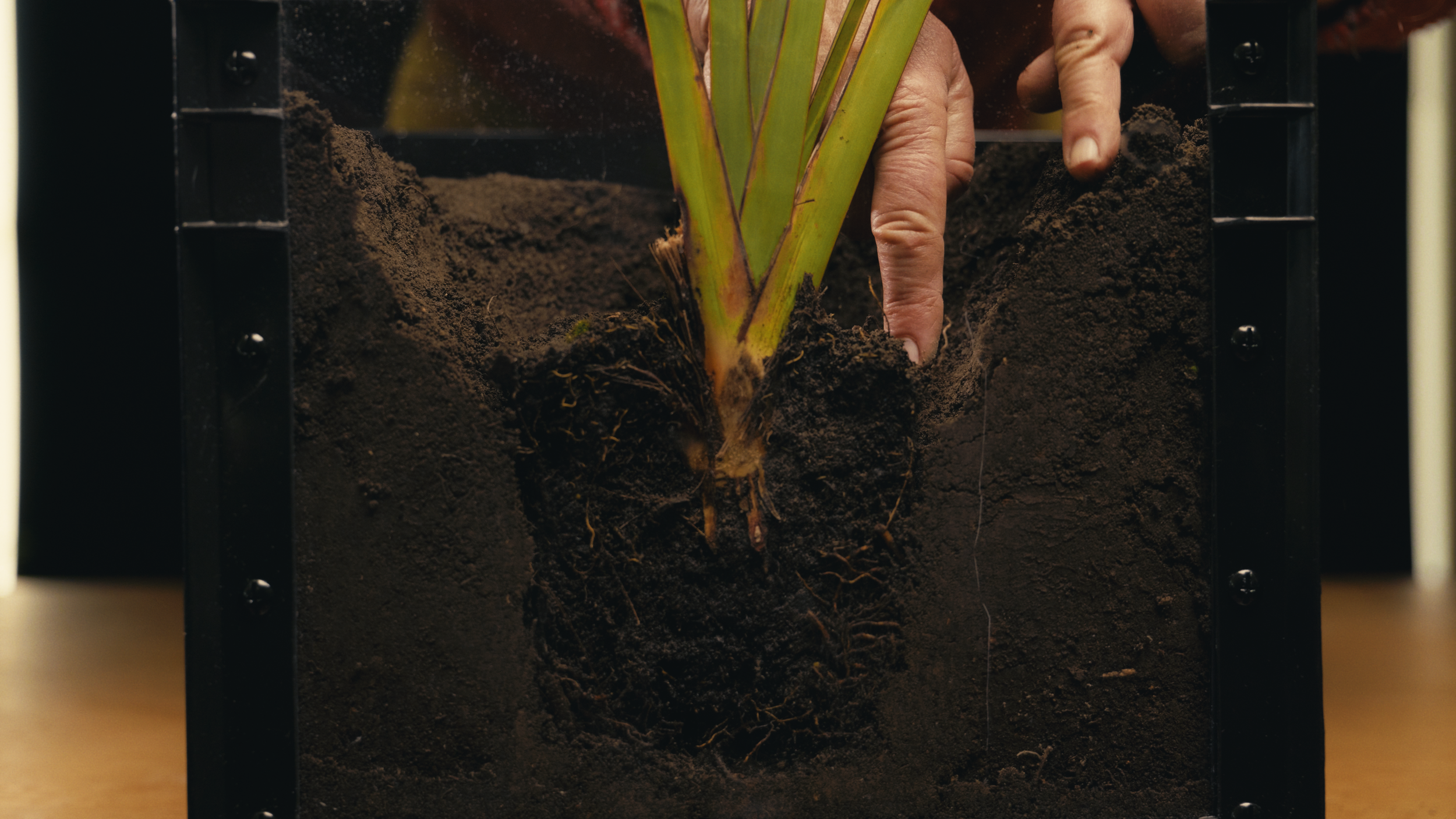 TK_PlantTUT_H_RP_3.png