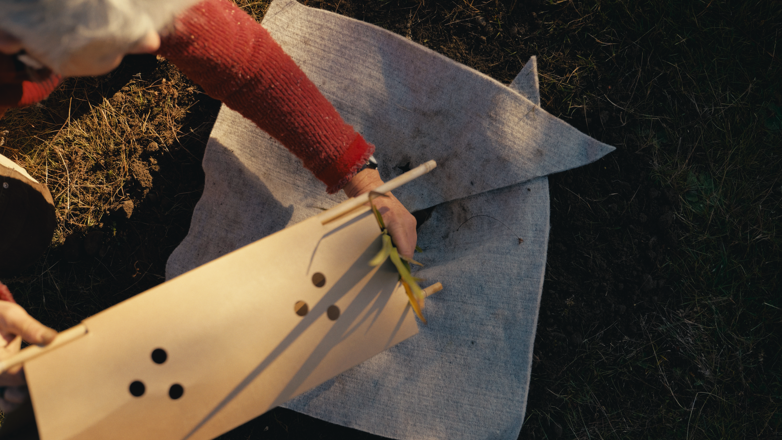 TK_PlantTUT_H_RP_11.png