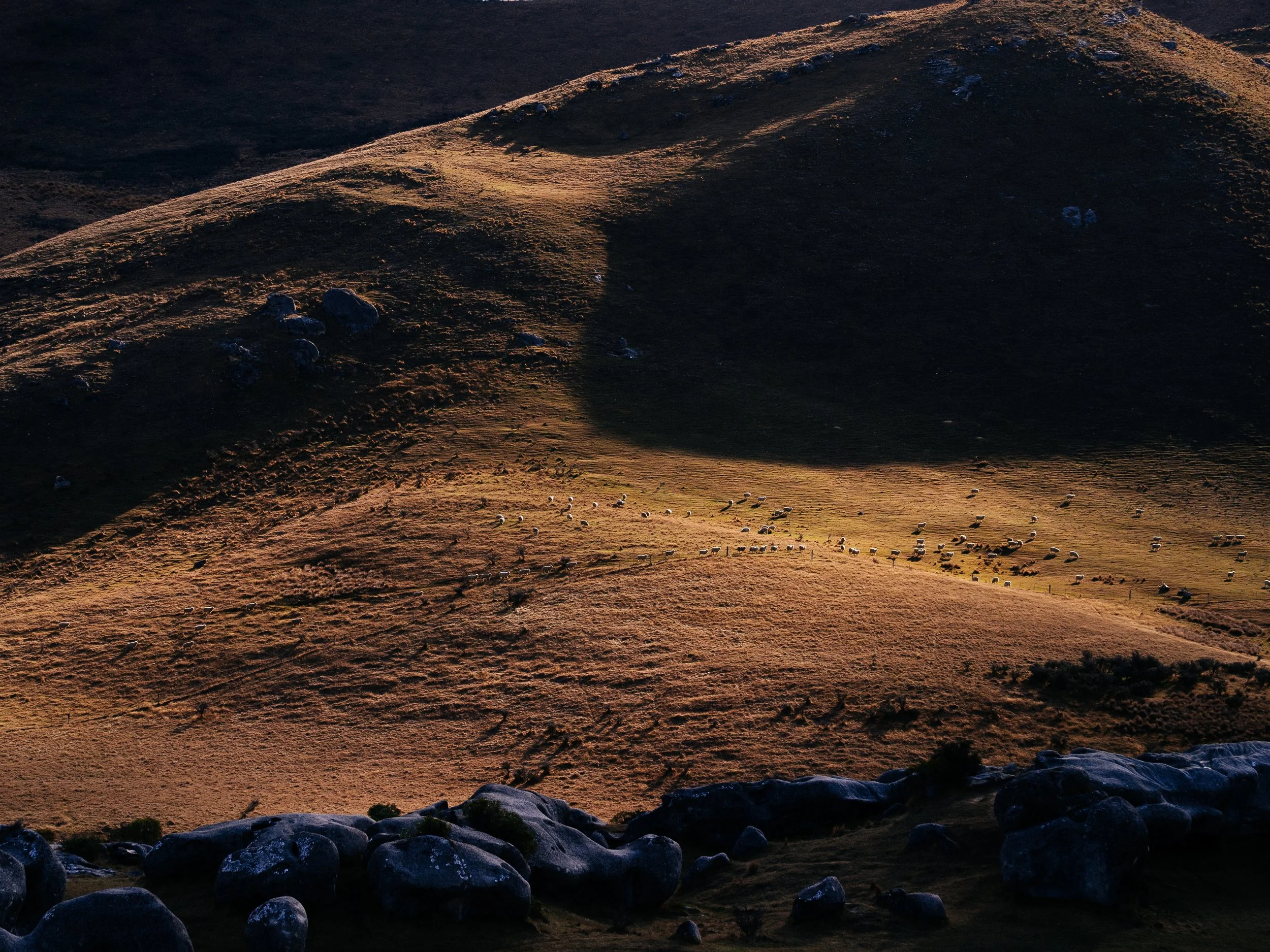 Rolling hillside illuminated by late afternoon sunlight, with grazing sheep and scattered rocks in foreground.